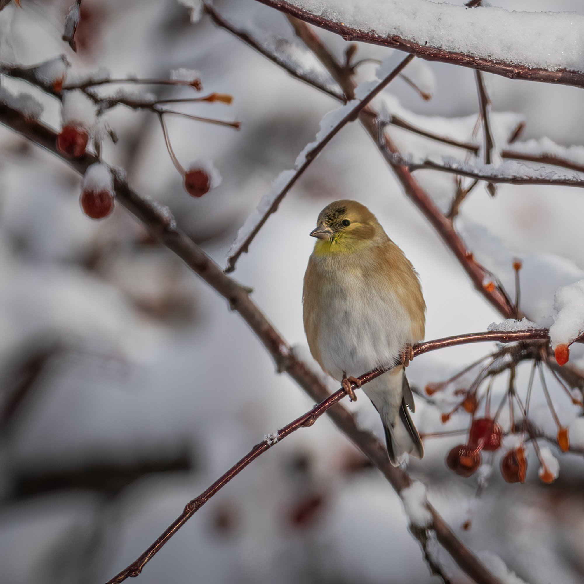 Goldfinch - Minnesota
