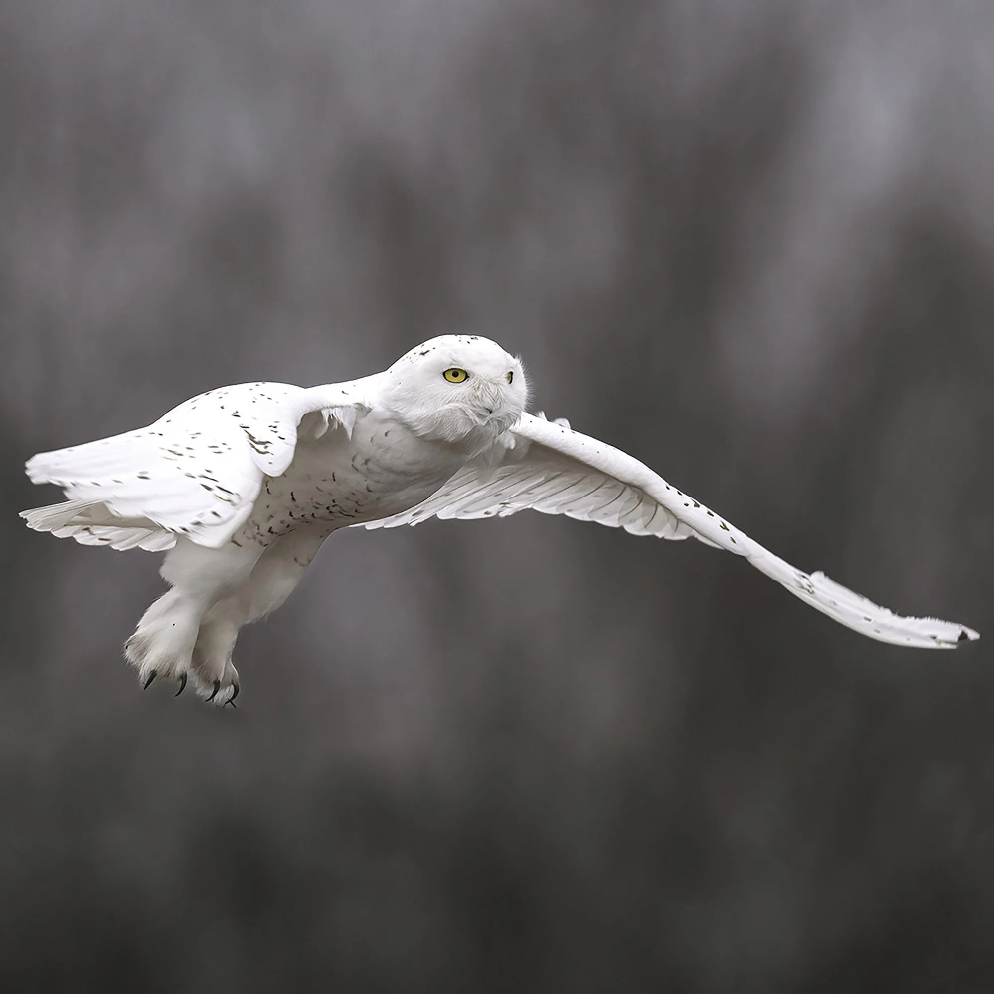 Snowy Owl - Minnesota