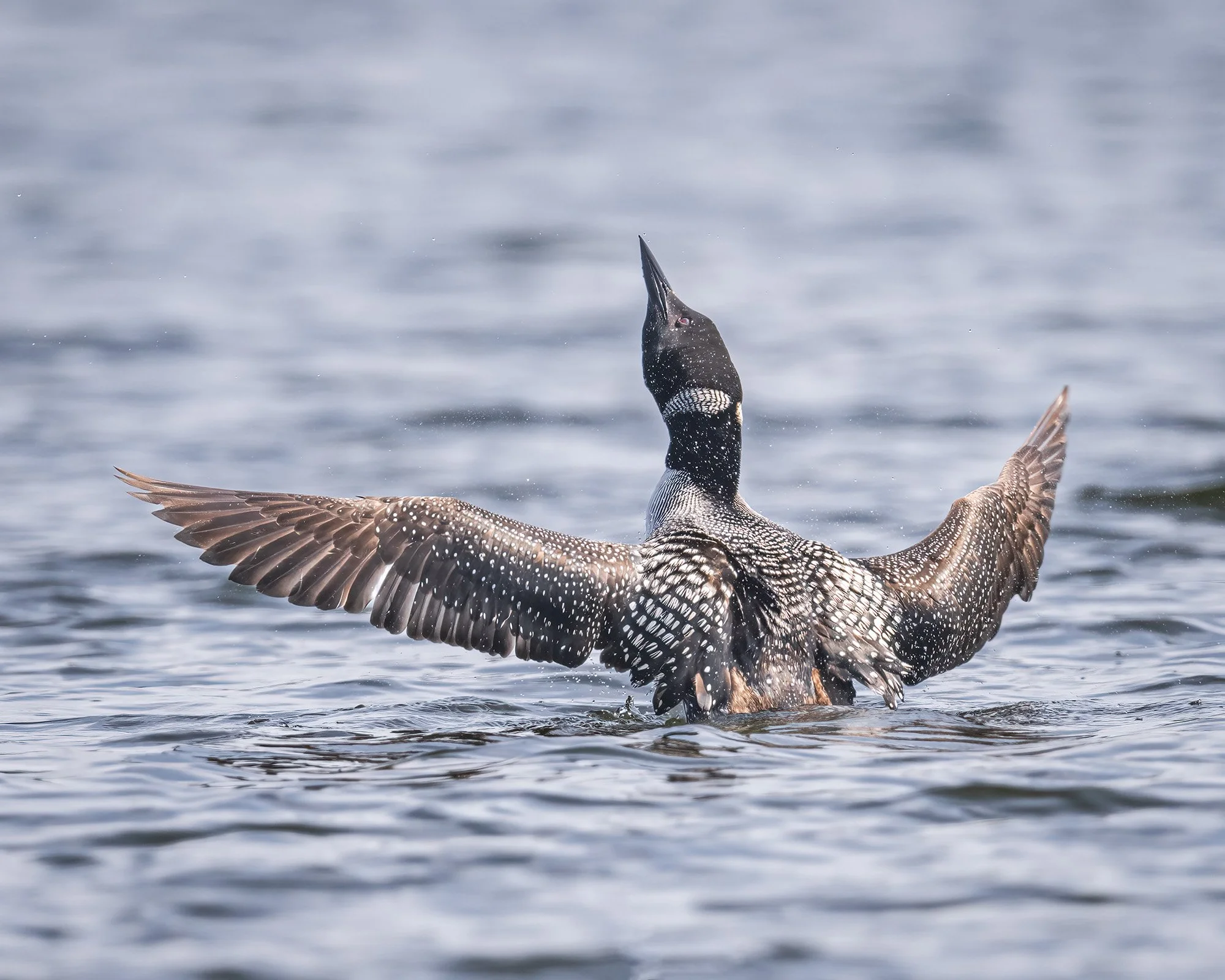 Common Loon - Minnesota