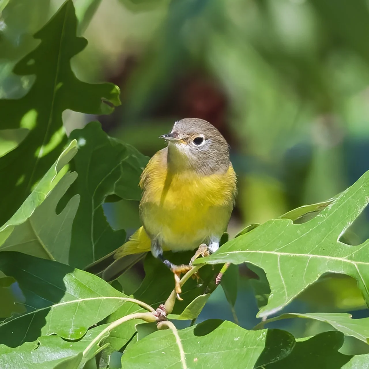 Nashville Warbler - Minnesota