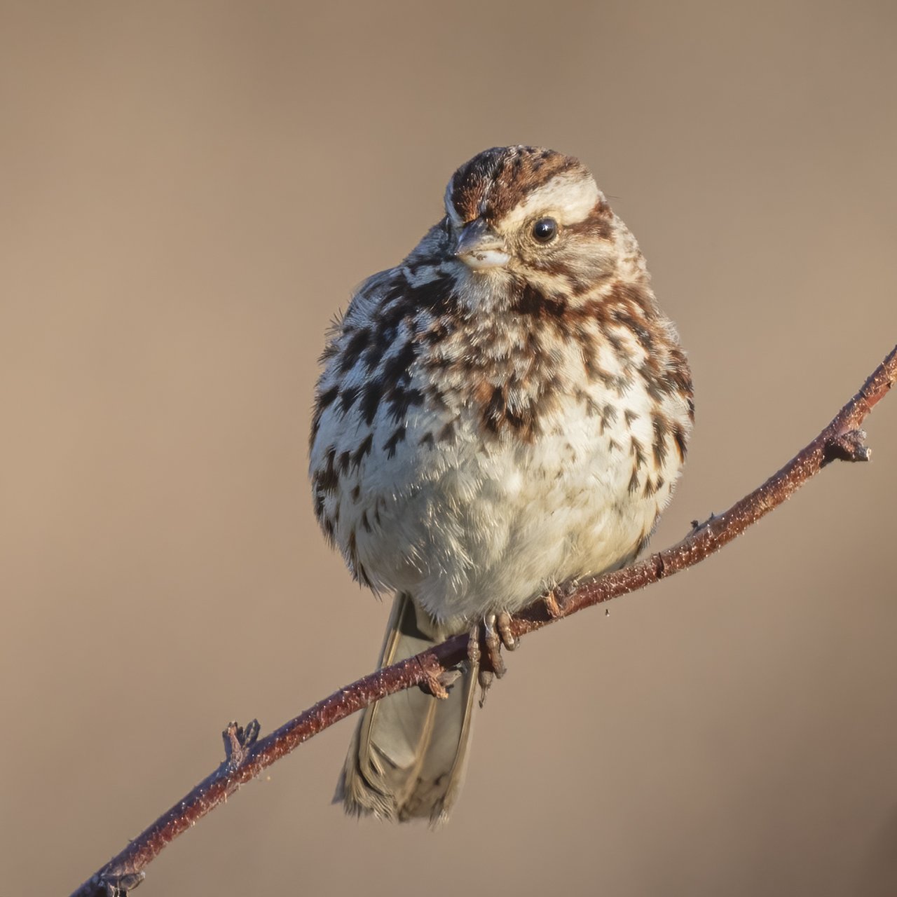 Song Sparrow - Minnesota