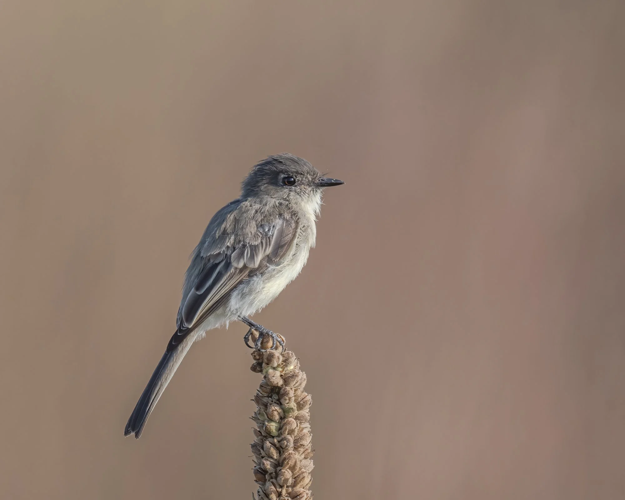 Eastern Phoebe - Minnesota