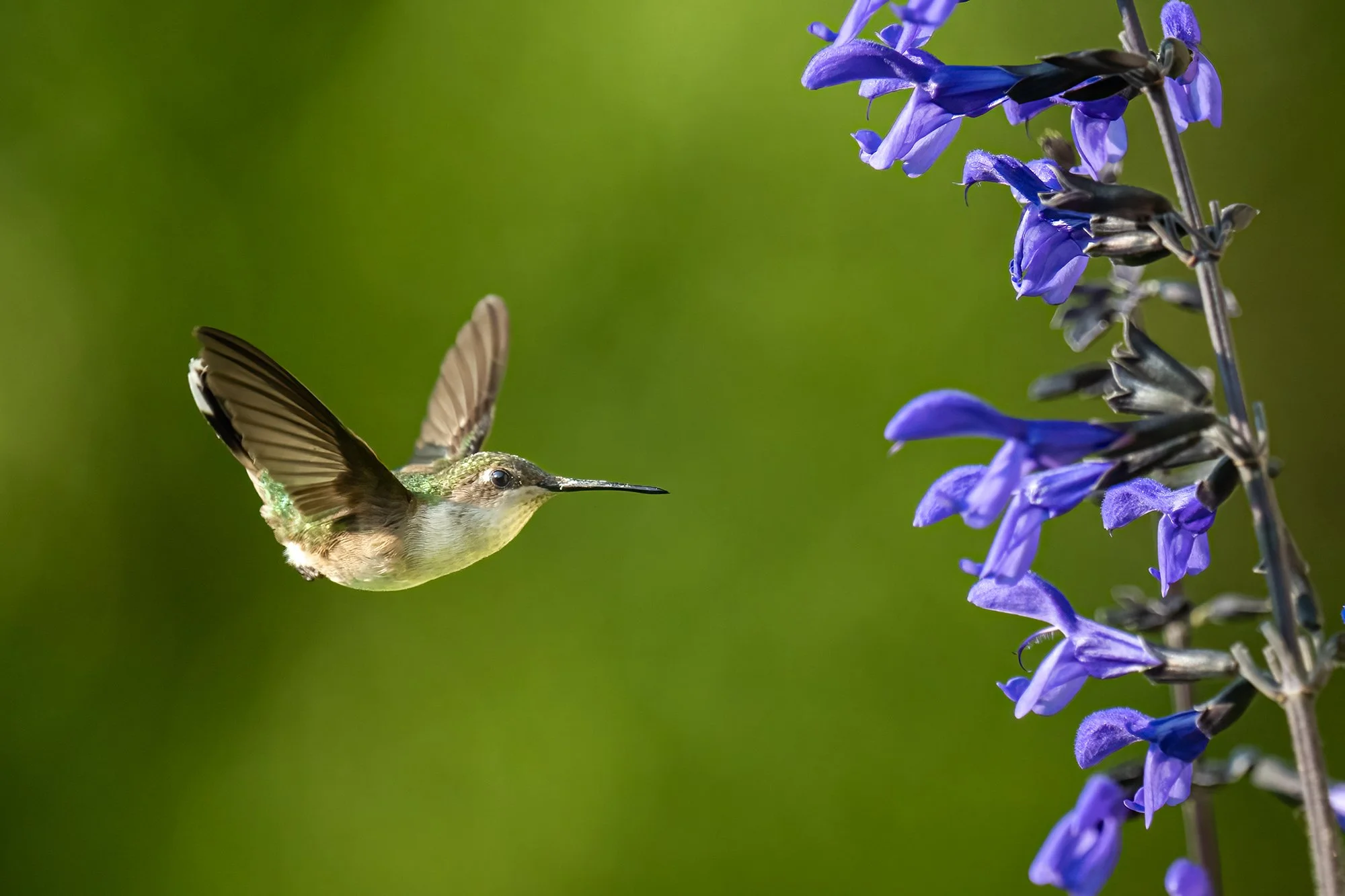 Ruby Throated Hummingbird - Minnesota