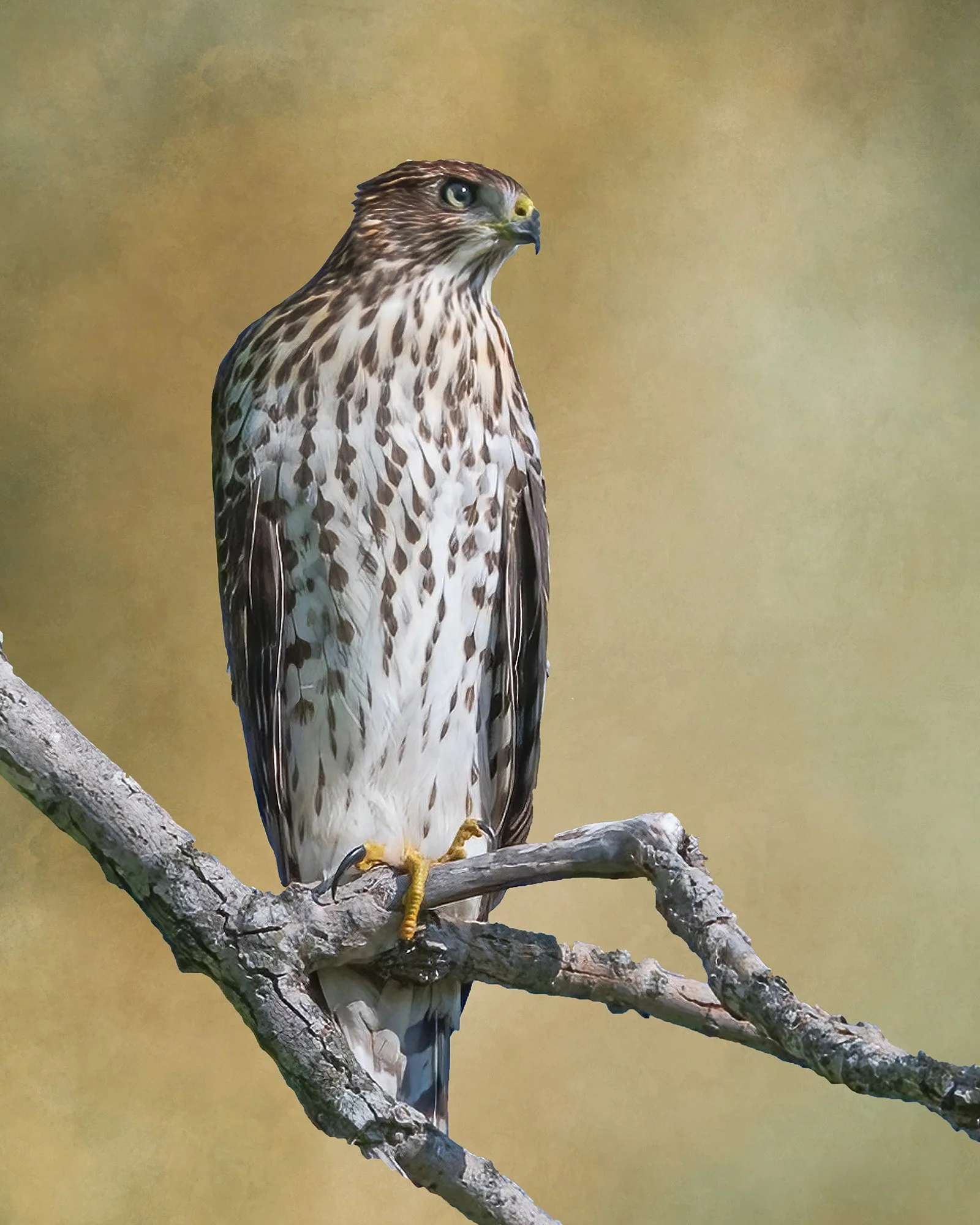 Cooper's Hawk - Minnesota