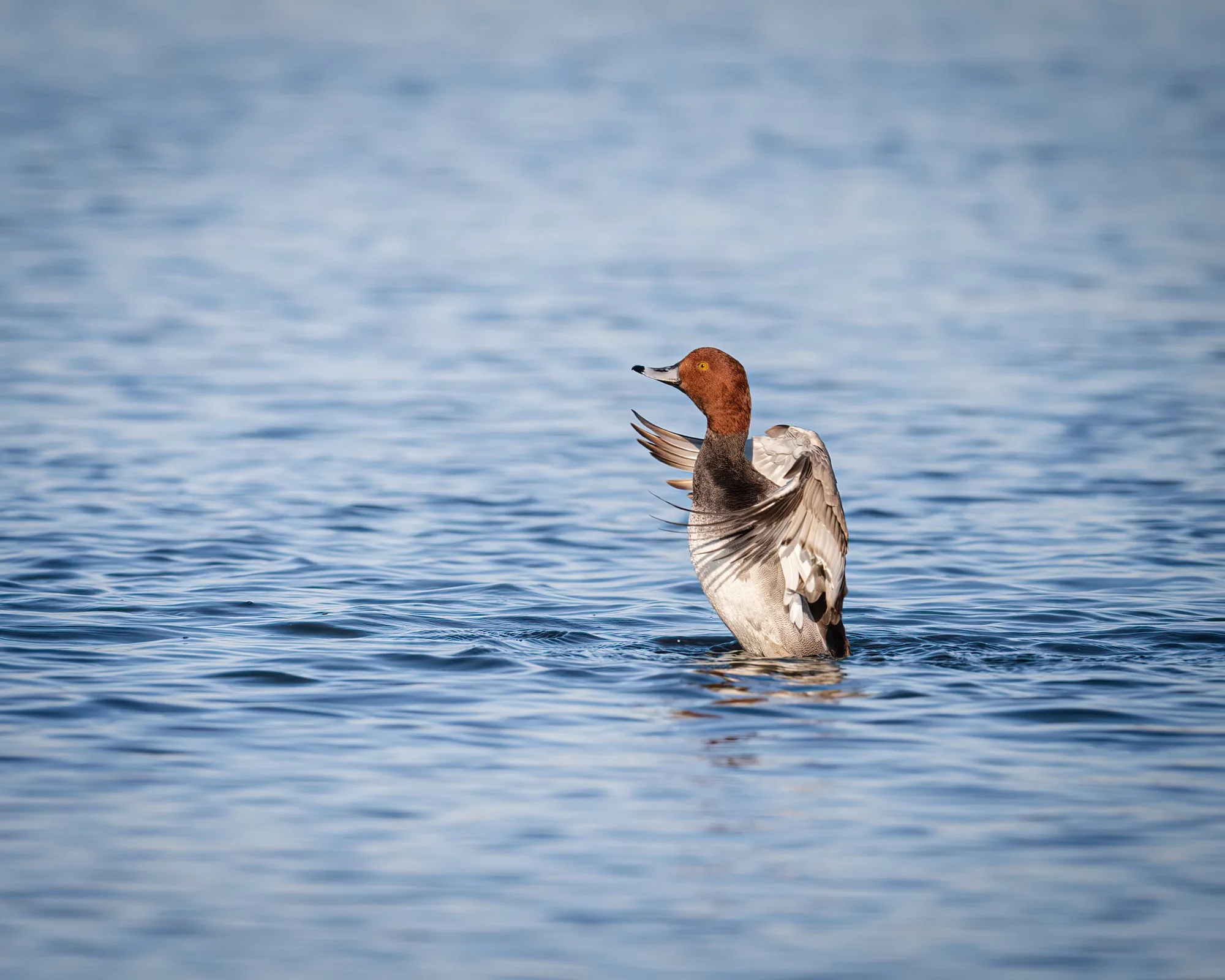 Redhead - Minnesota