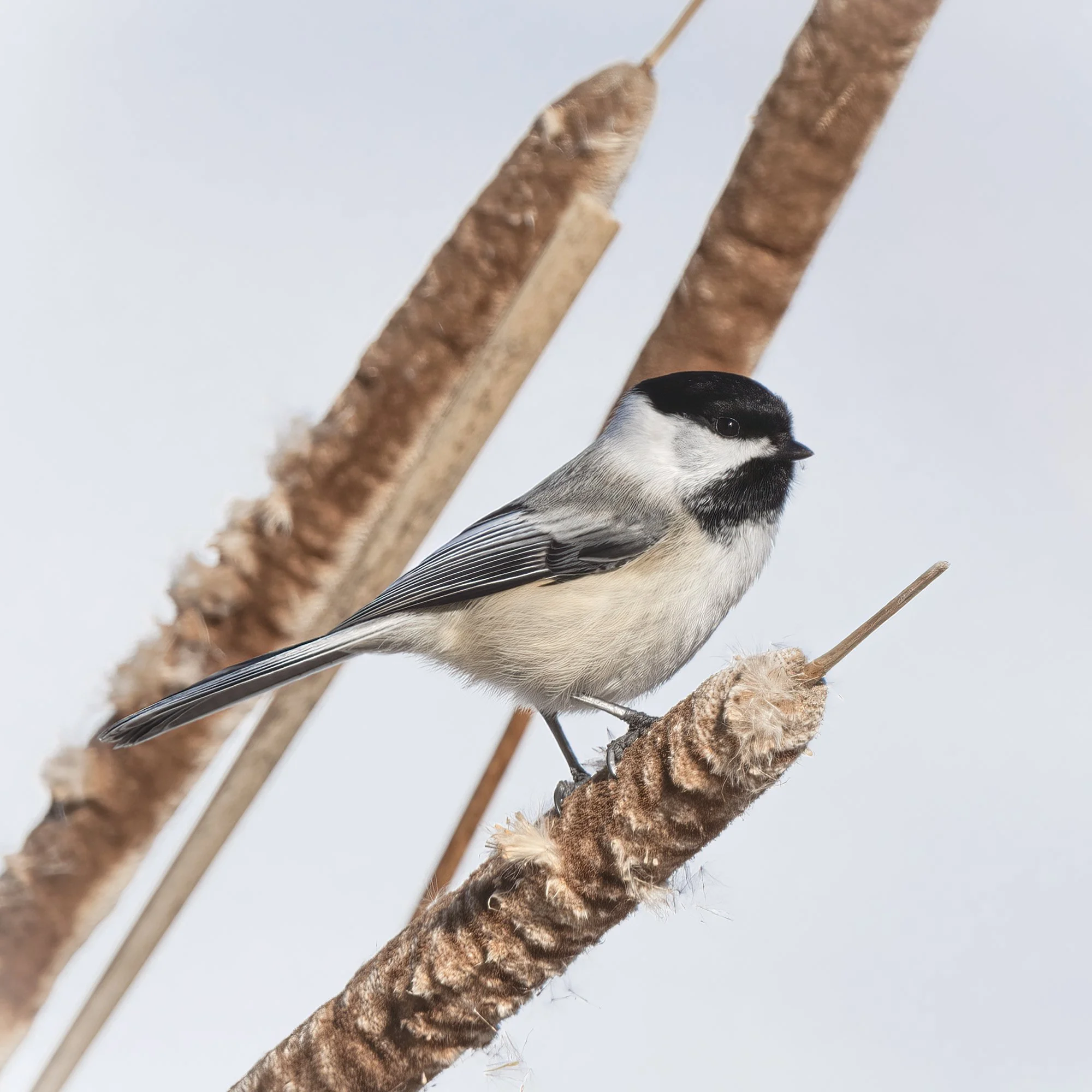 Black-capped Chickadee - Minnesota 