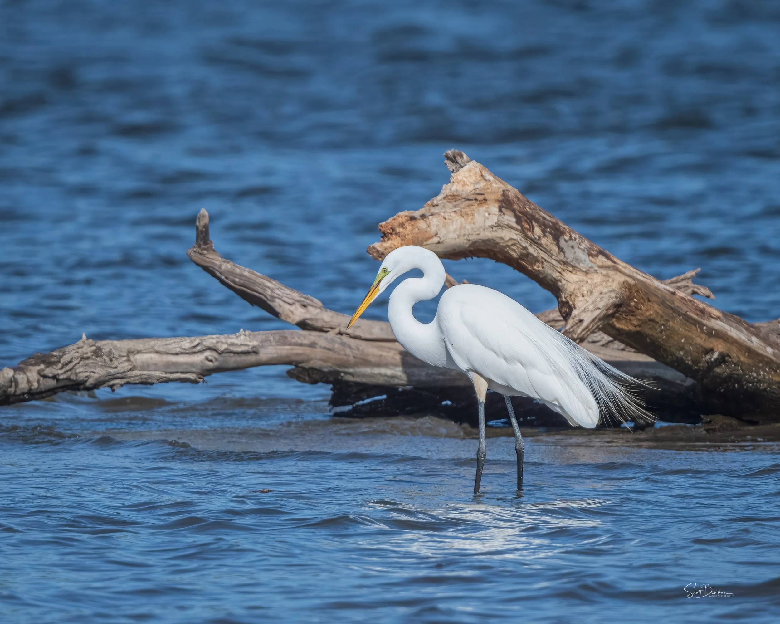 Great Egret - Minnesota