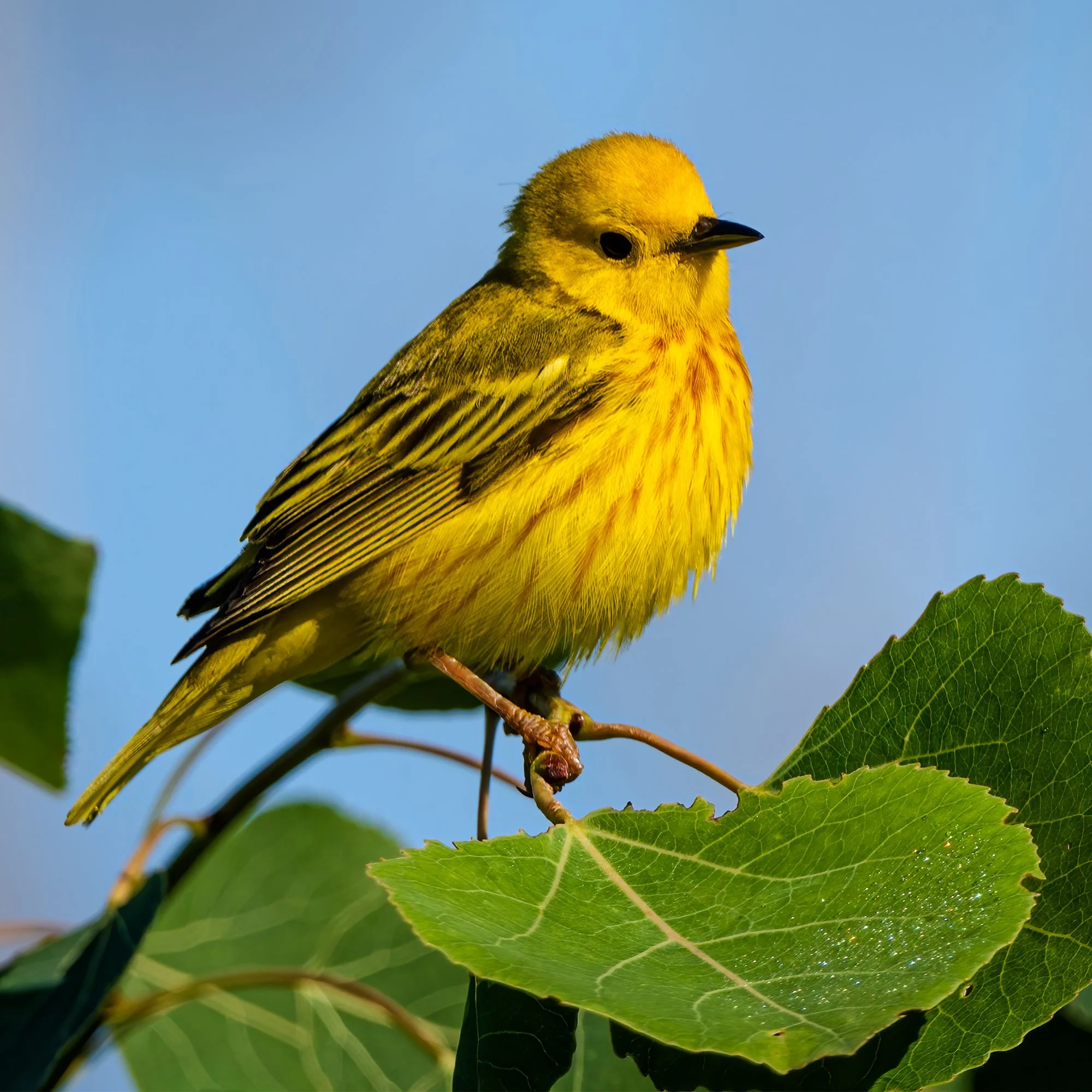 Yellow Warbler - Minnesota