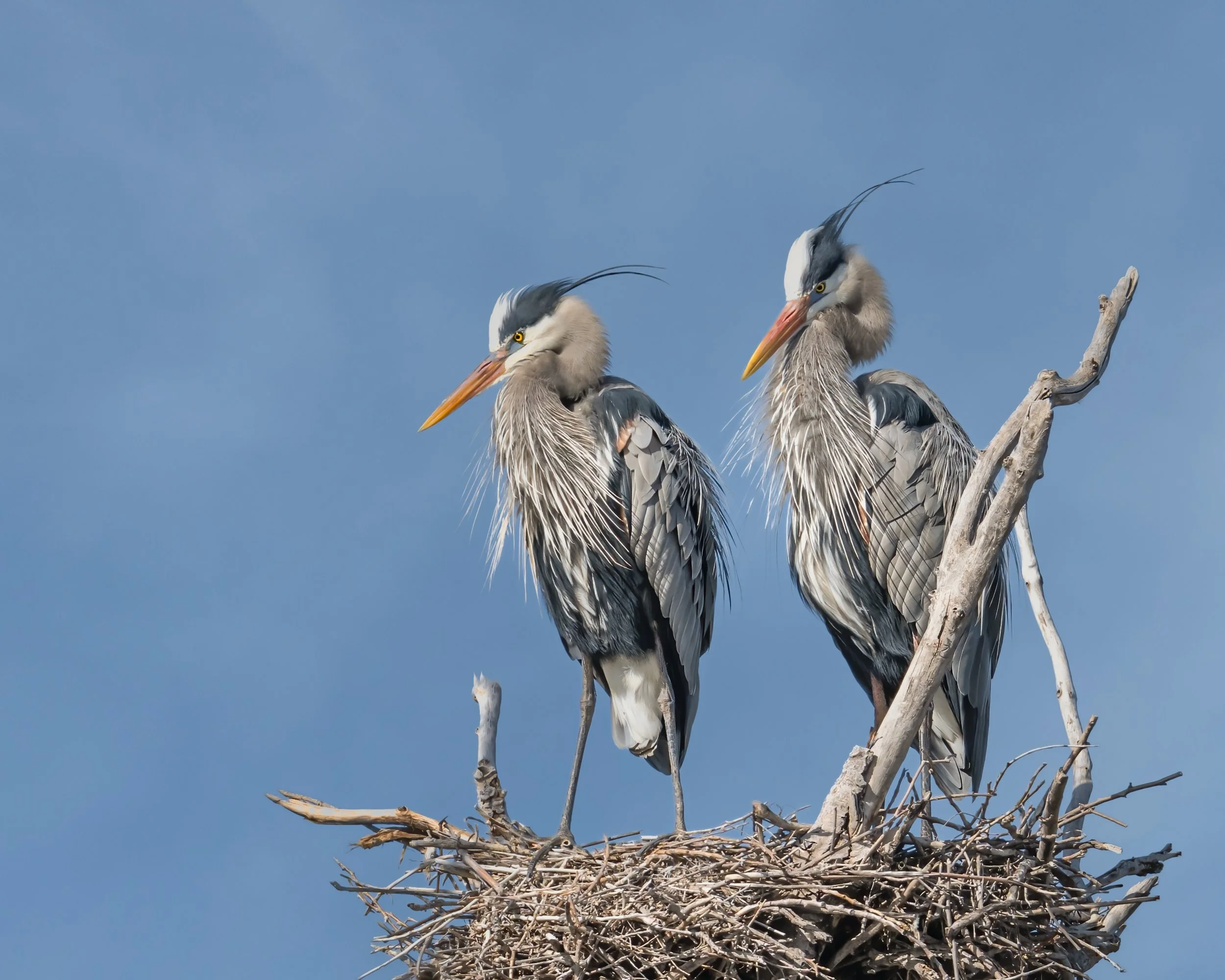 Great Blue Heron - Minnesota