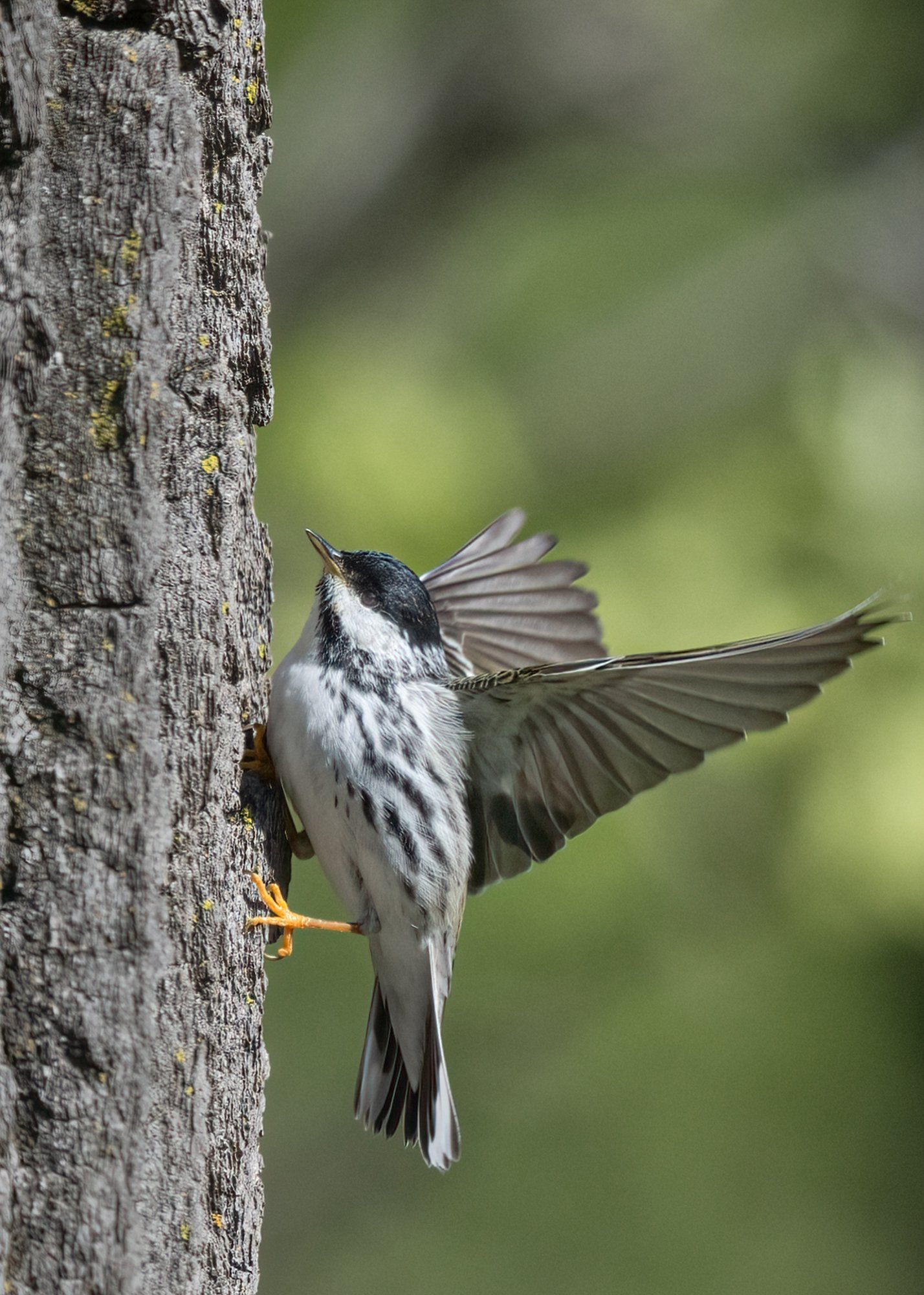 Blackpoll Warbler - Minnesota