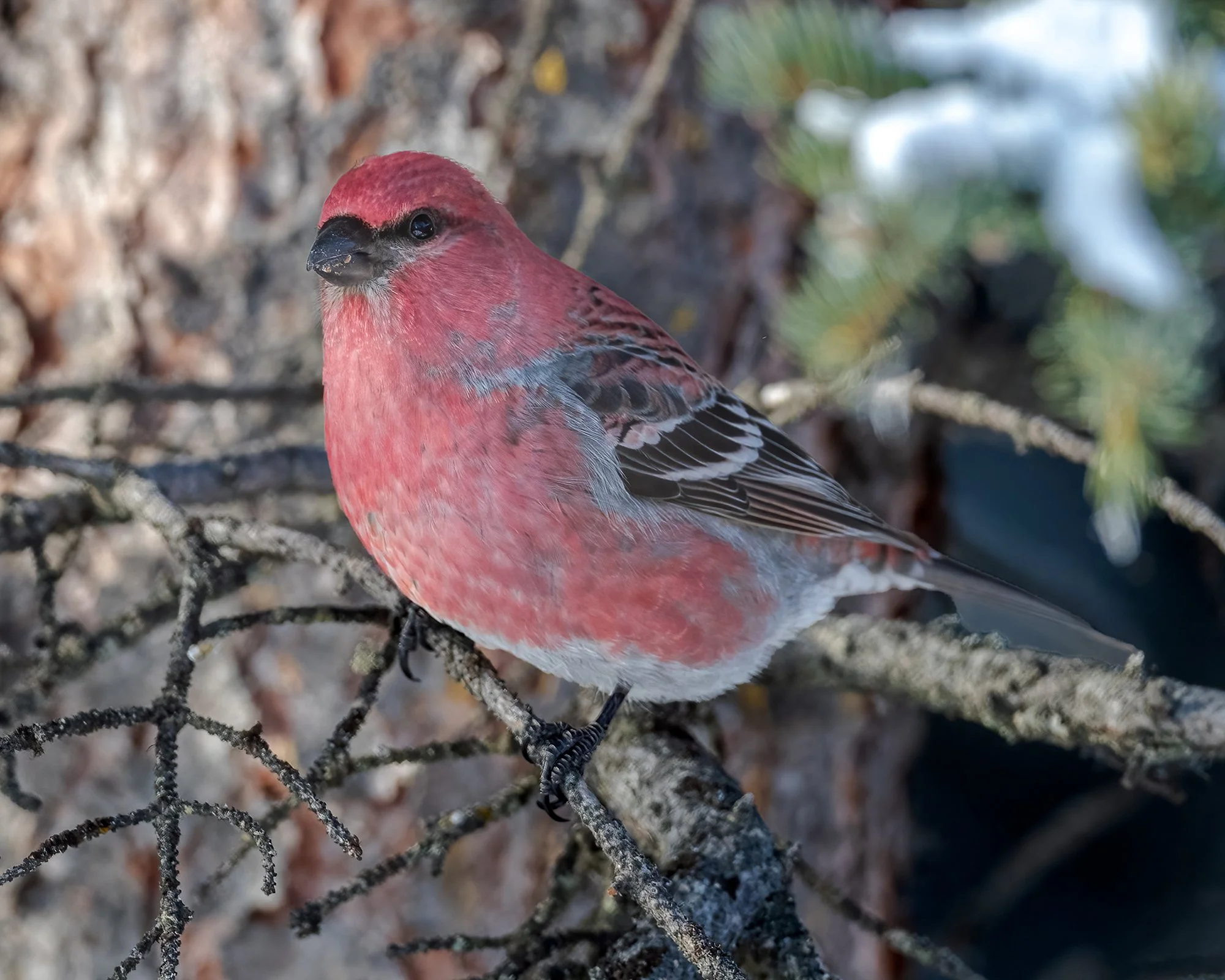 Pine Grosbeak Male - Minnesota