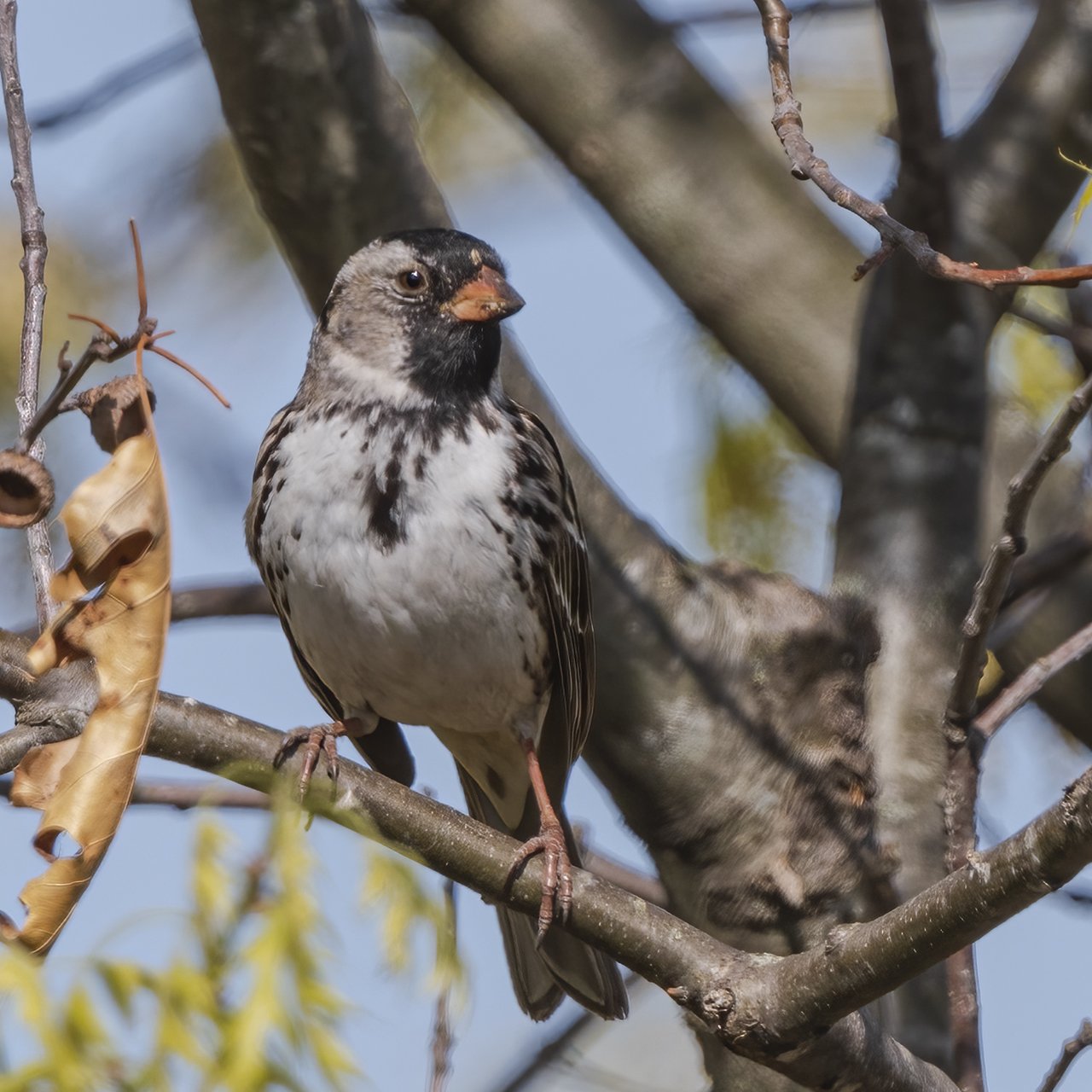 Harris's Sparrow - Minnesota