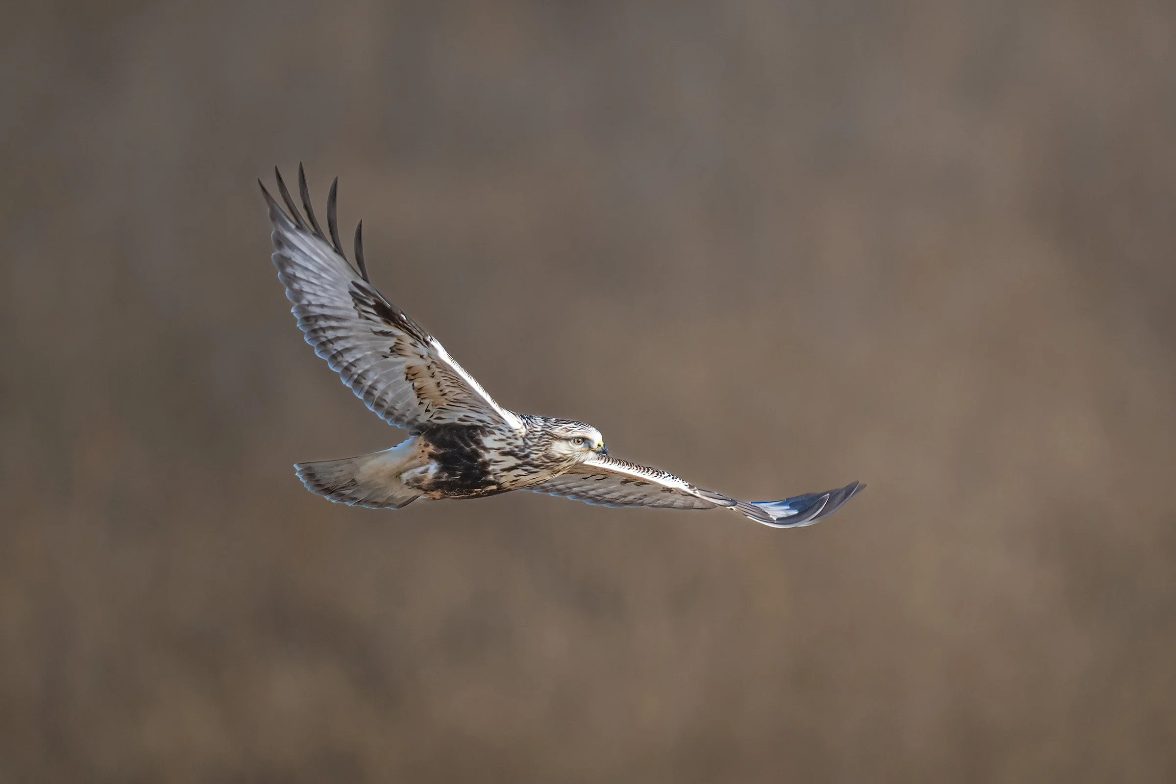 Rough-legged Hawk - Minnesota