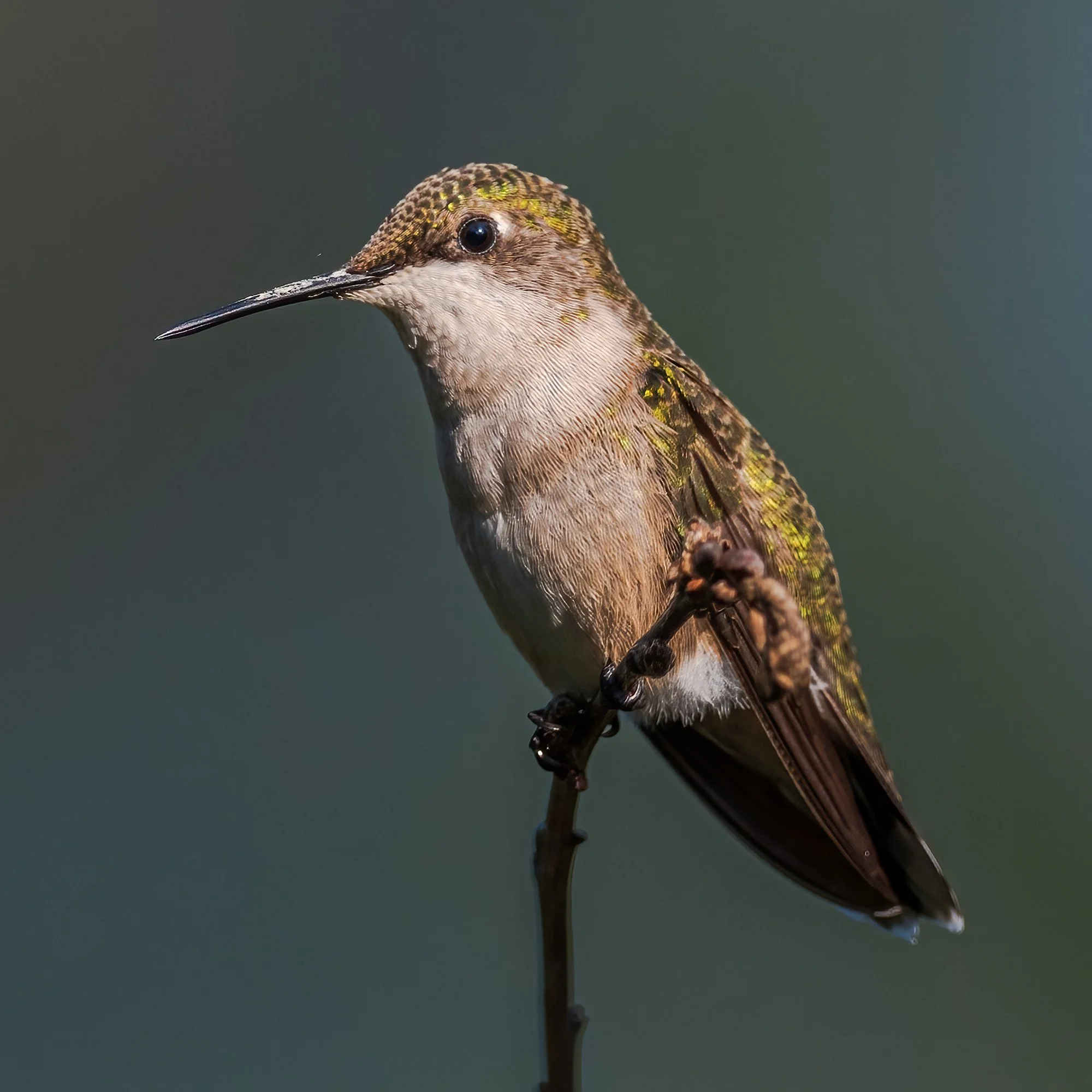 Ruby Throated Hummingbird - Minnesota