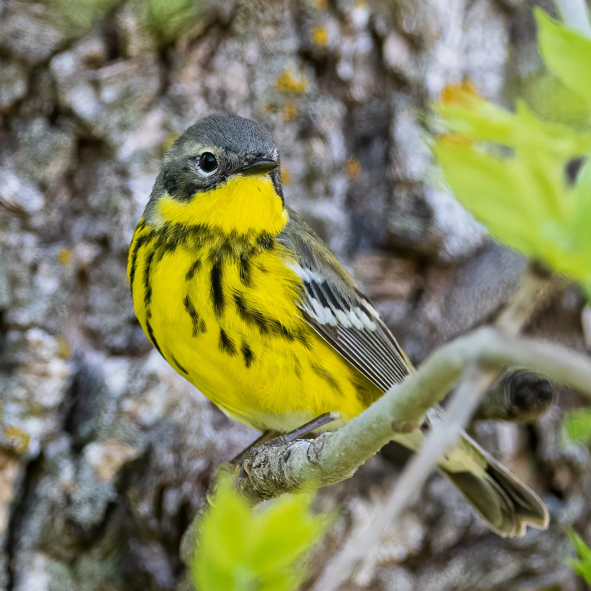 Magnolia Warbler - Minnesota