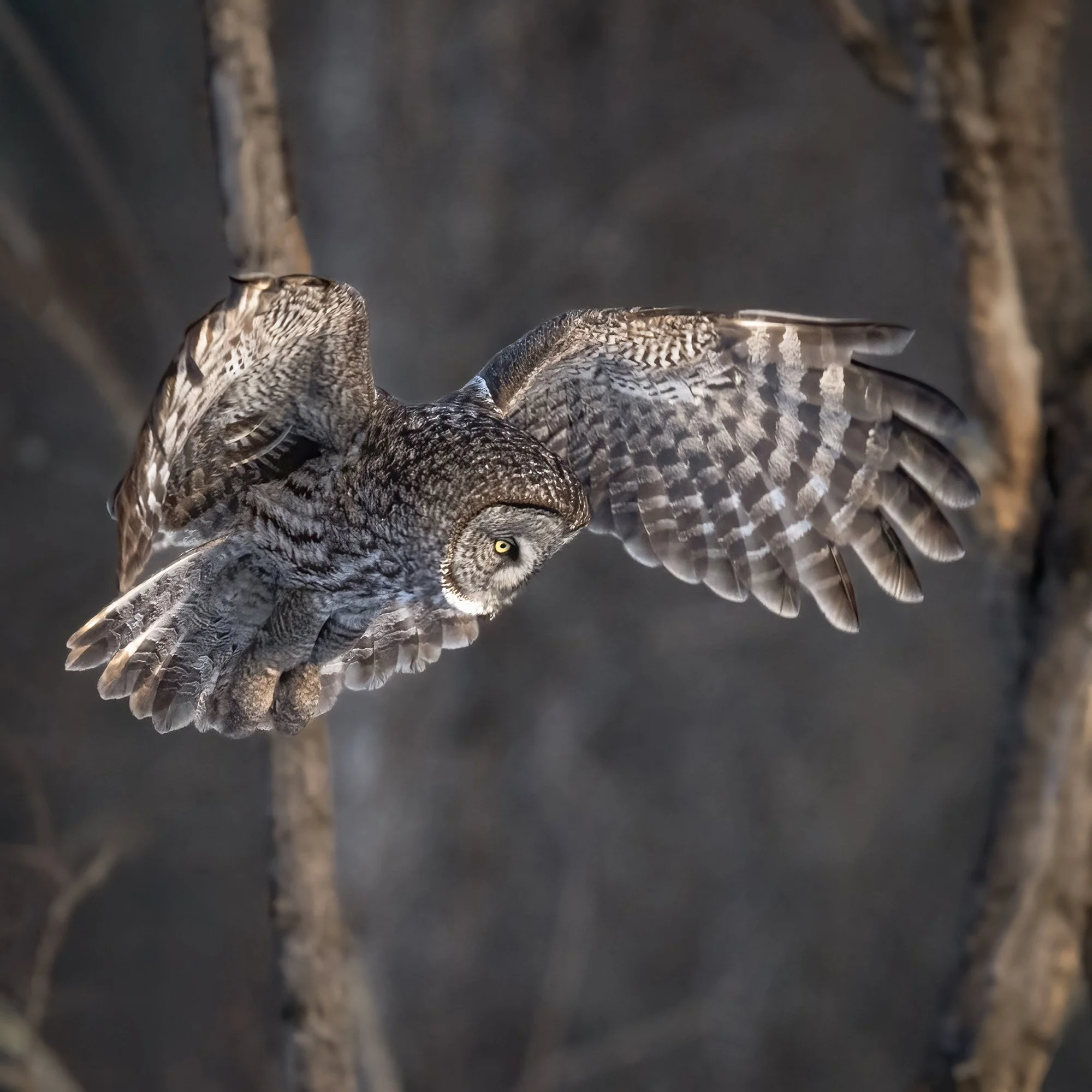 Great Gray Owl - Minnesota