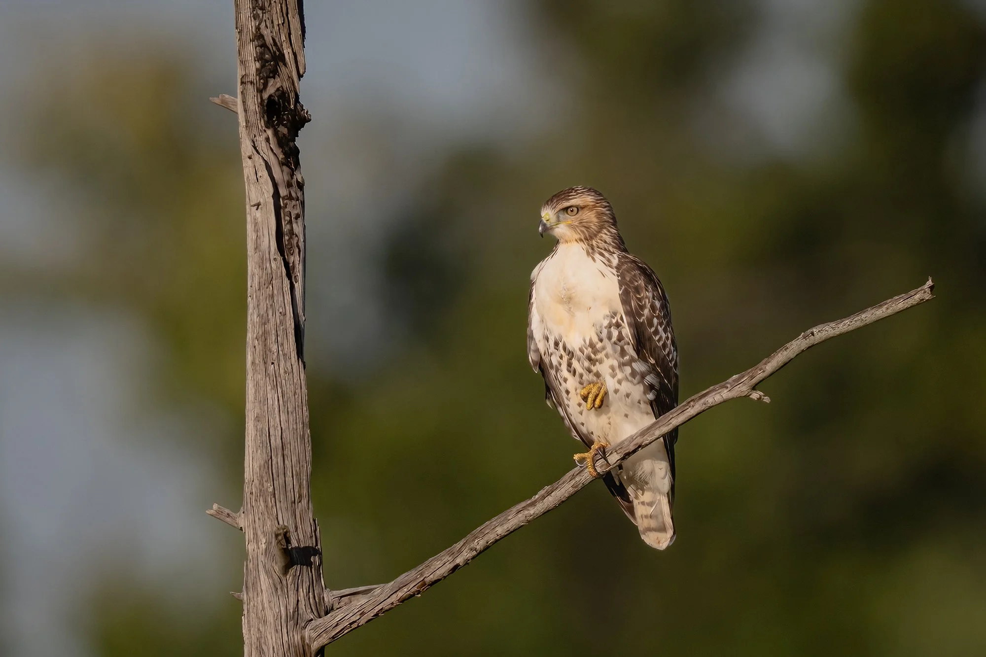 Red-tailed Hawk - Minnesota
