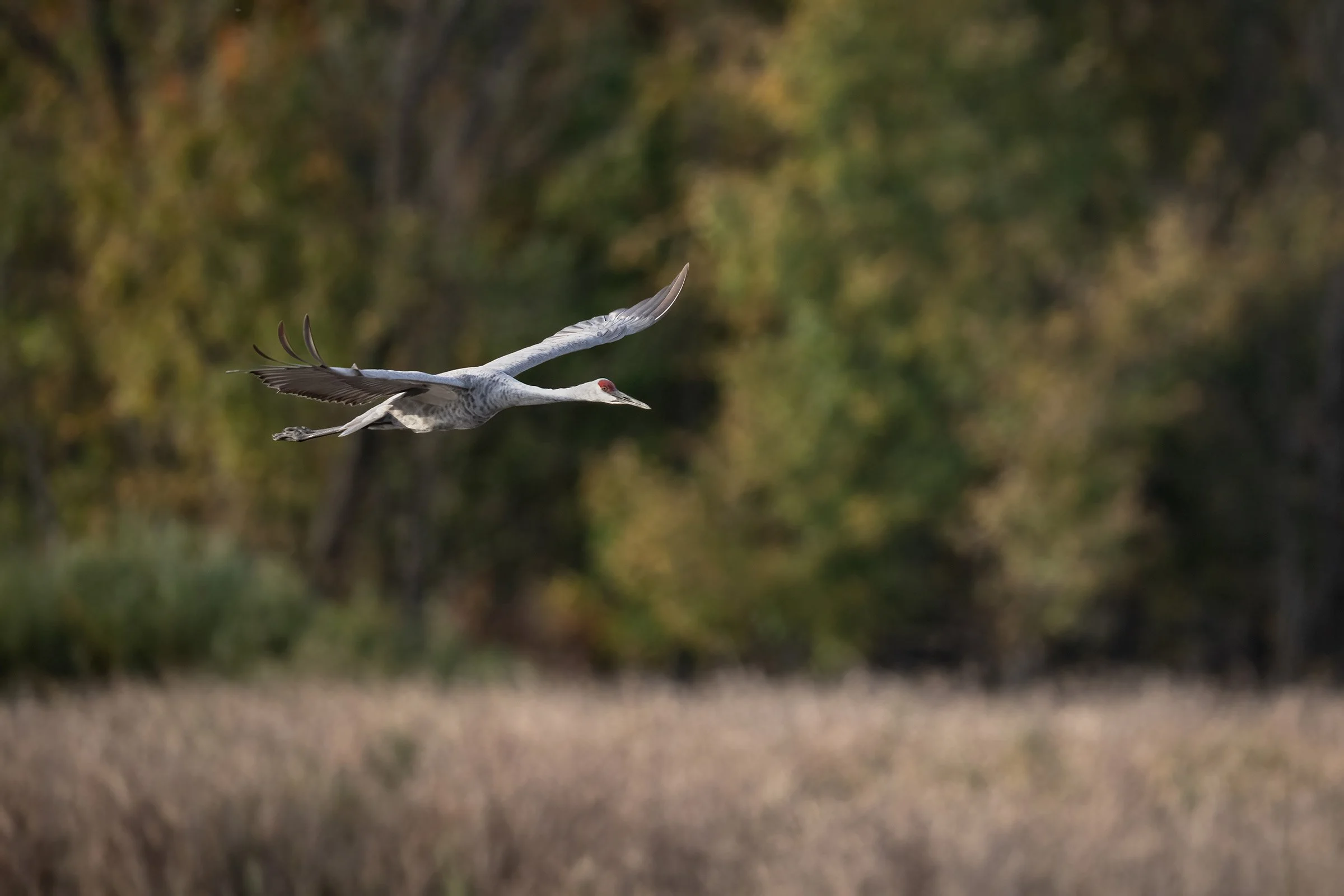 Sandhill Crane - Minnesota