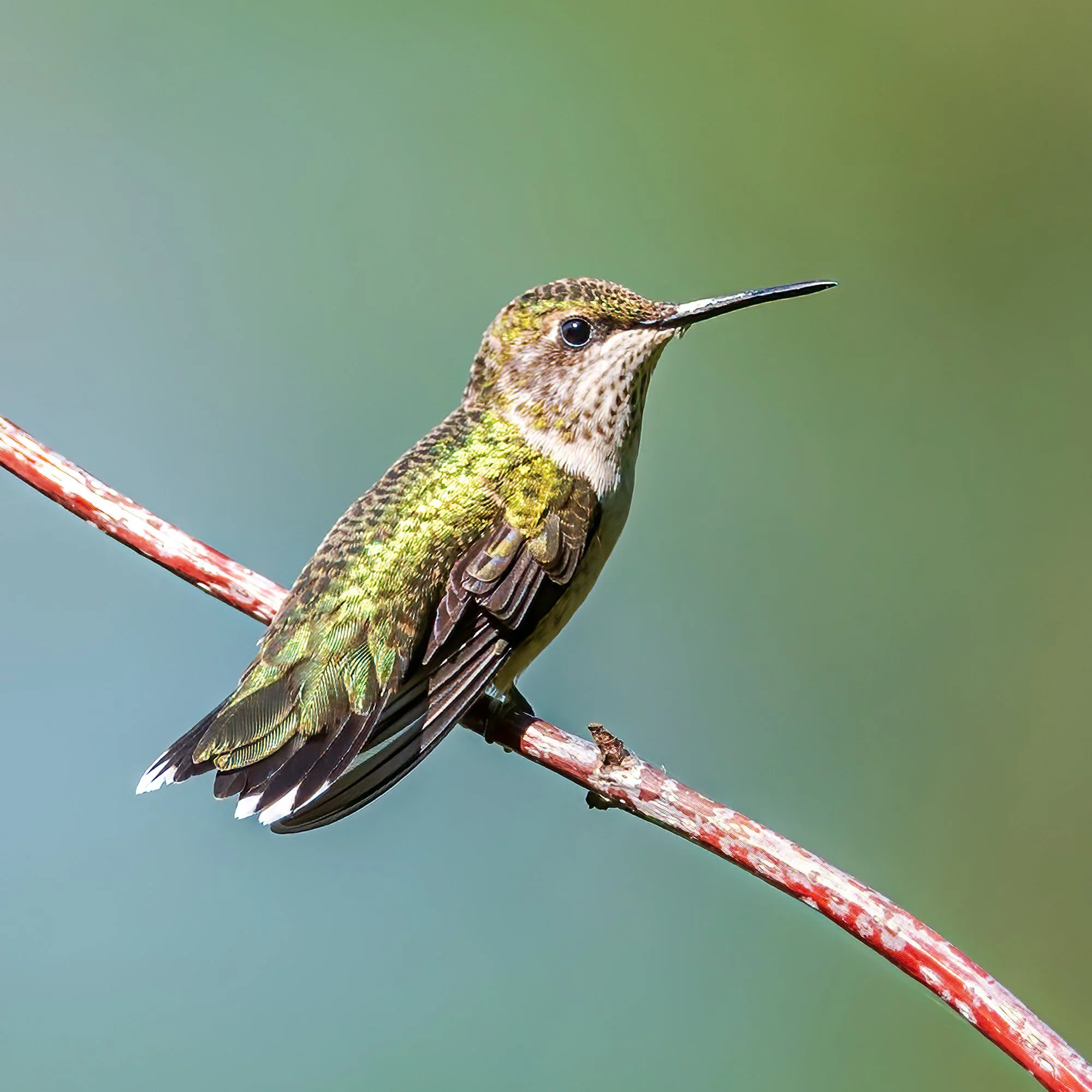 Ruby Throated Hummingbird - Minnesota