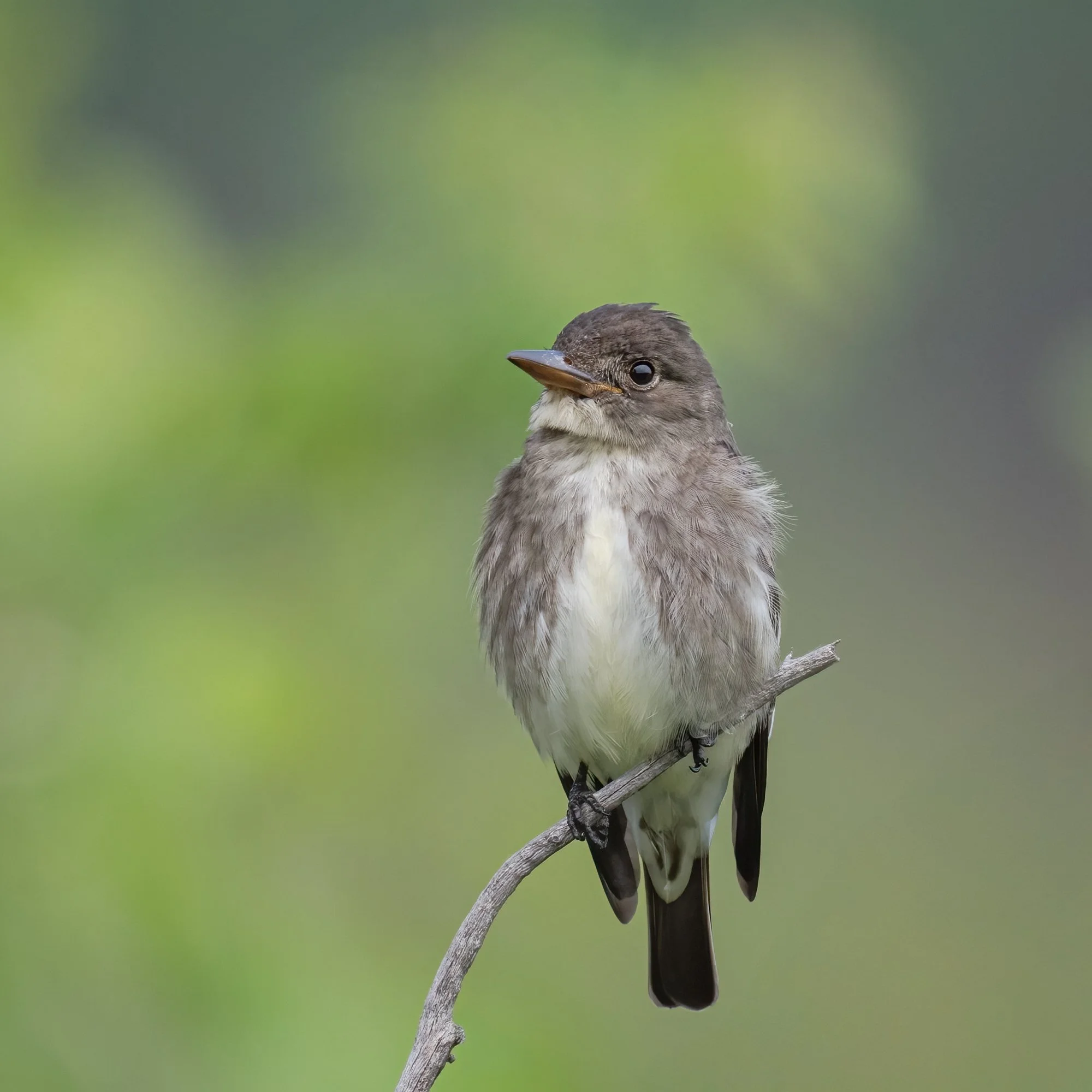 Olive-sided Flycatcher - Minnesota