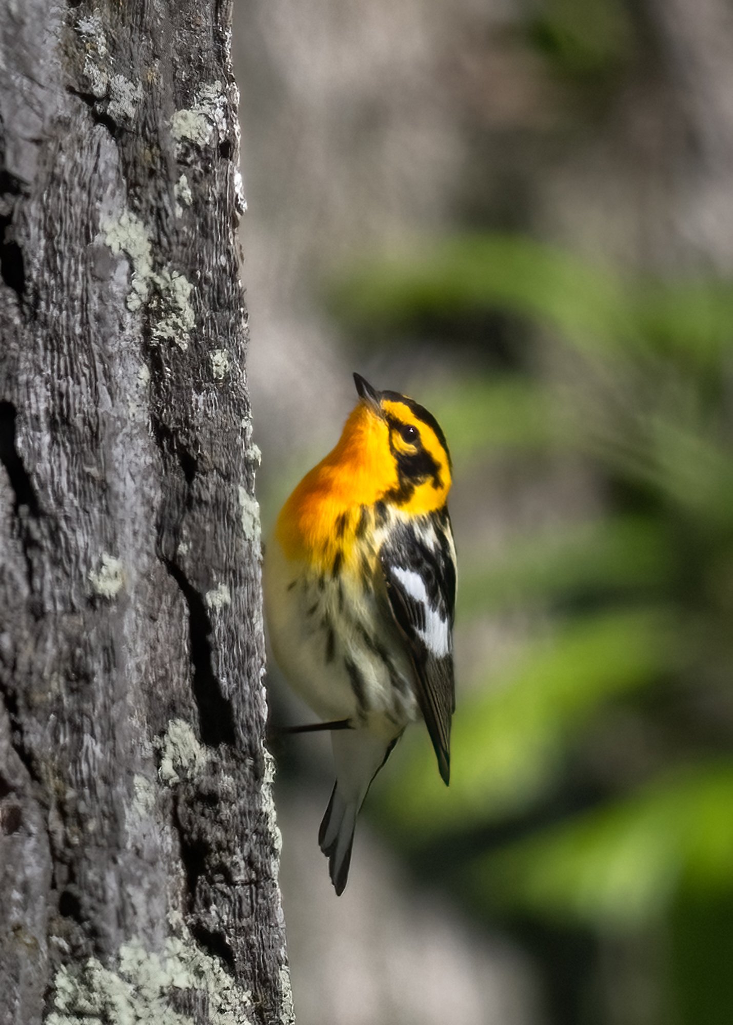 Blackburnian Warbler - Minnesota