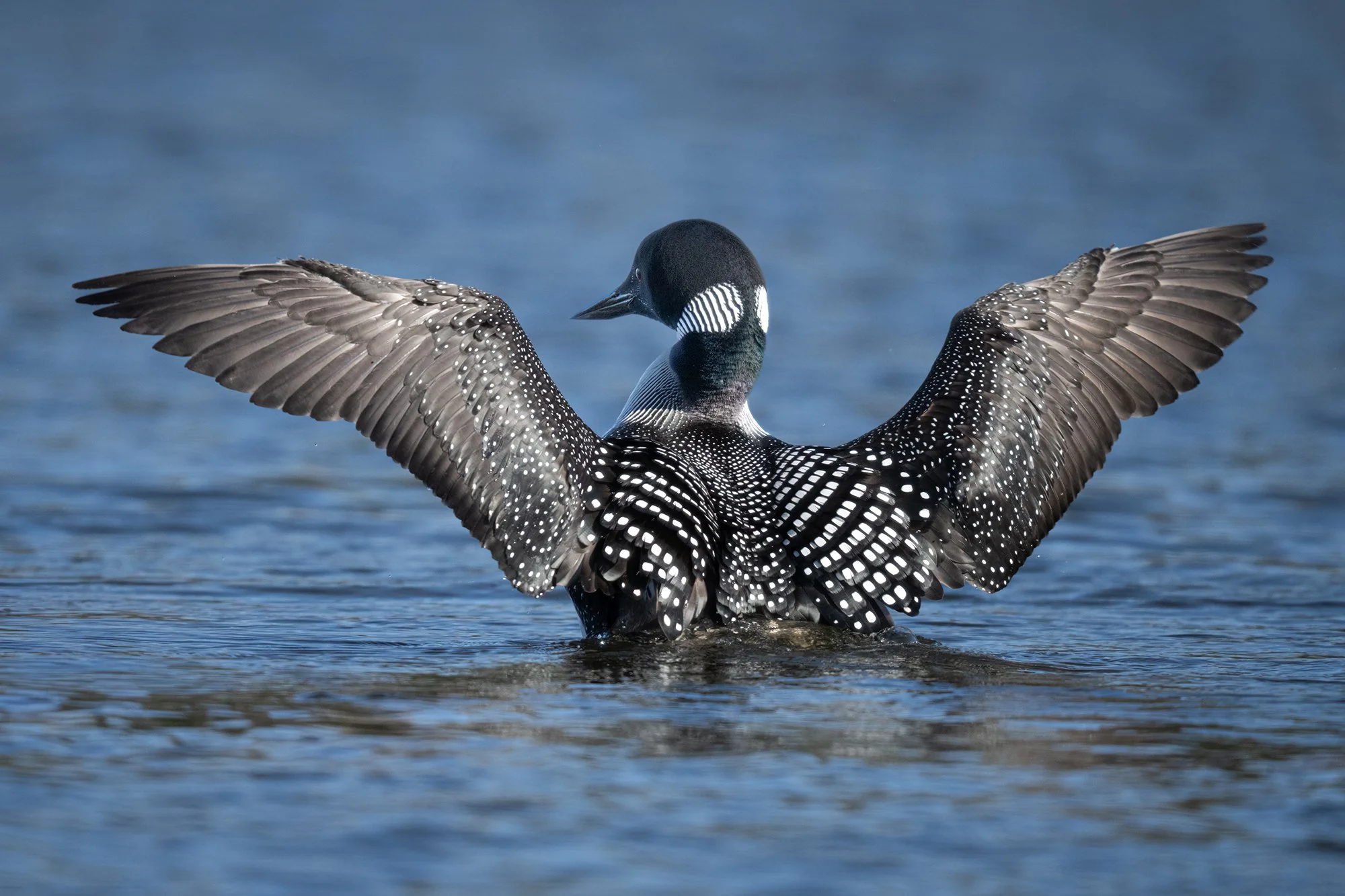 Common Loon - Minnesota