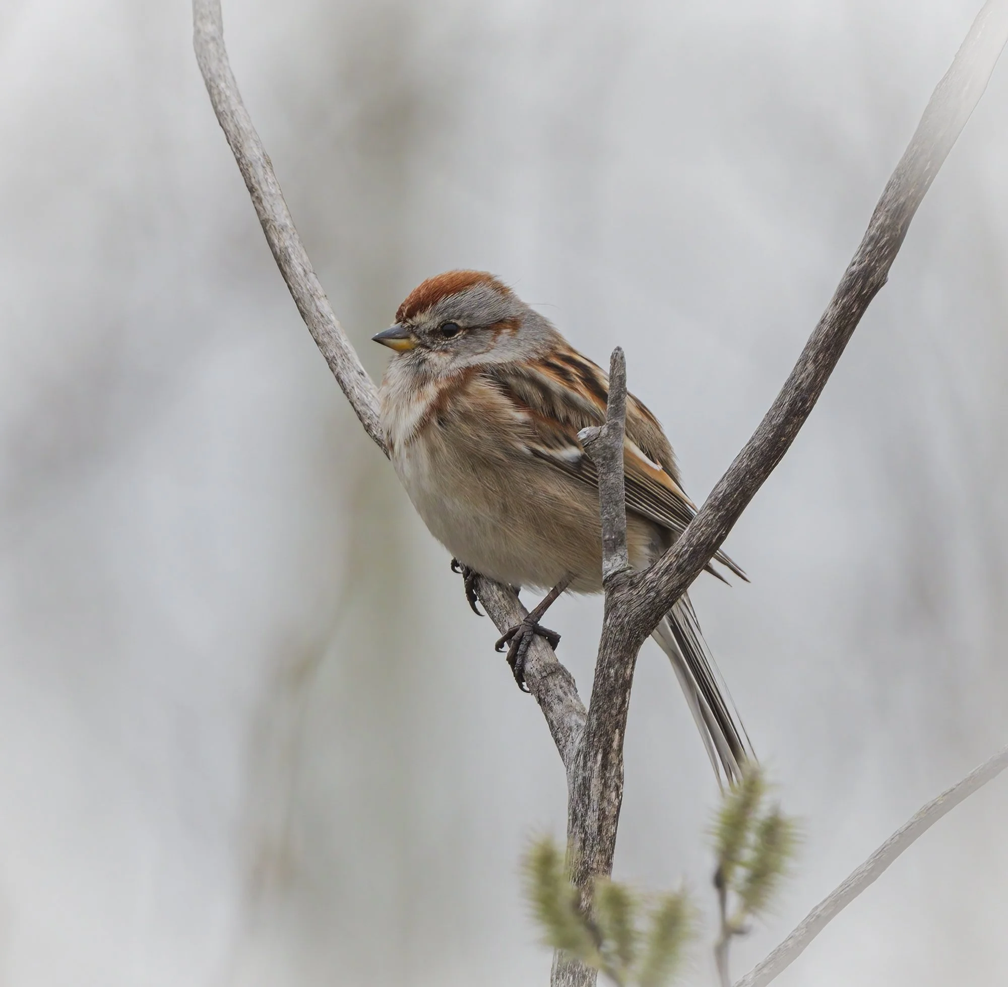 American Tree Sparrow - Minnesota