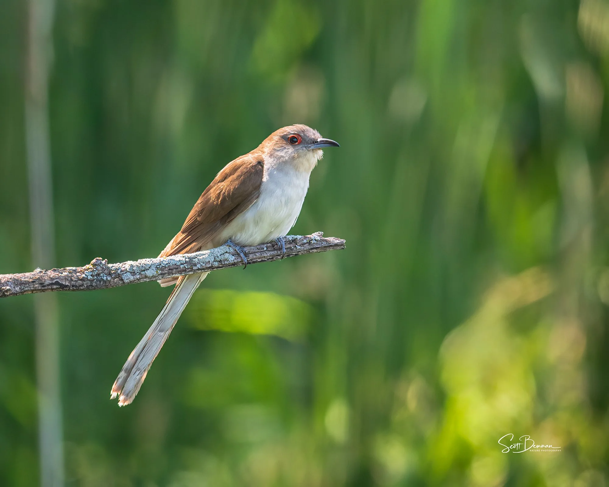 Black-billed Cuckoo - Minnesota