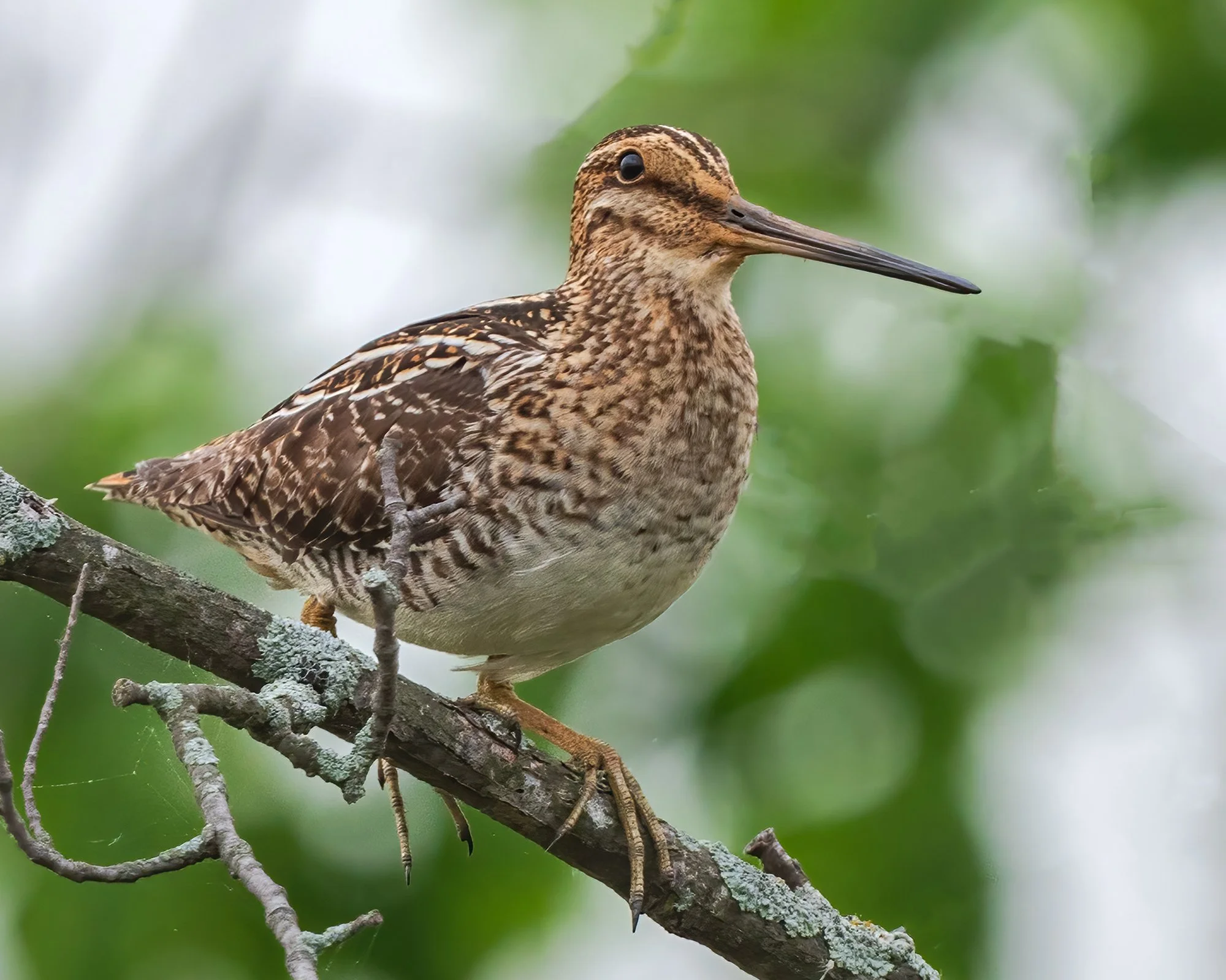 Wilsons Snipe - Minnesota