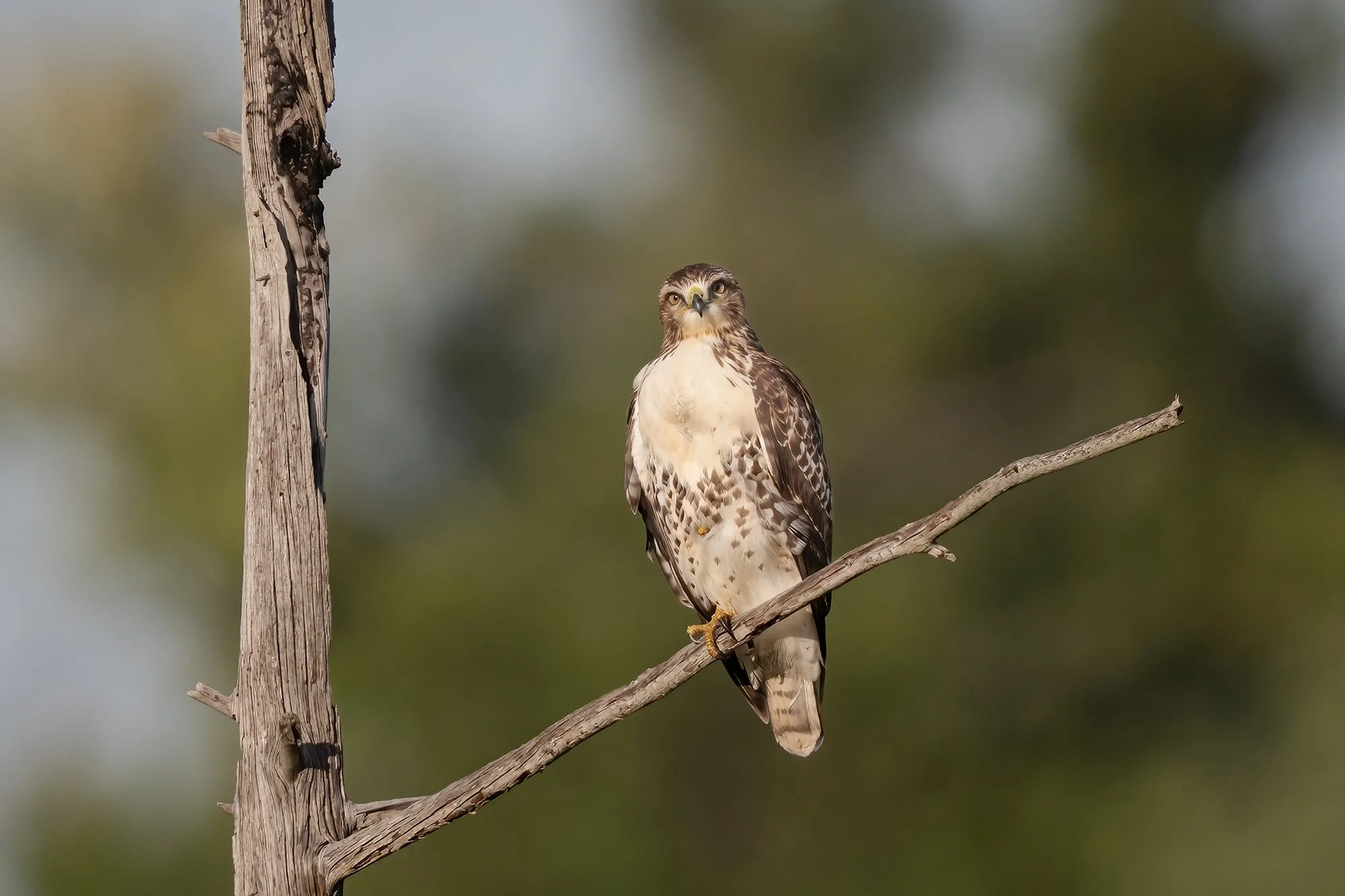 Red-tailed Hawk - Minnesota