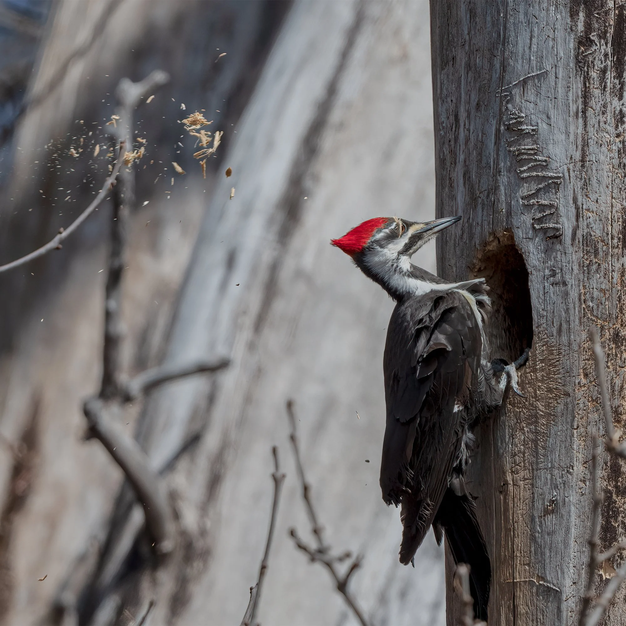 Pileated Woodpecker - Minnesota