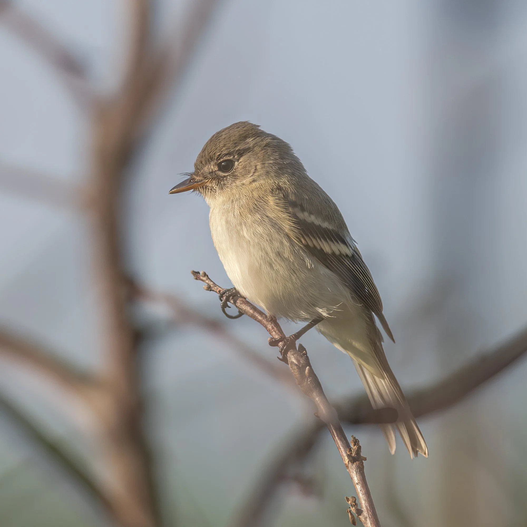 Least Flycatcher - Minnesota