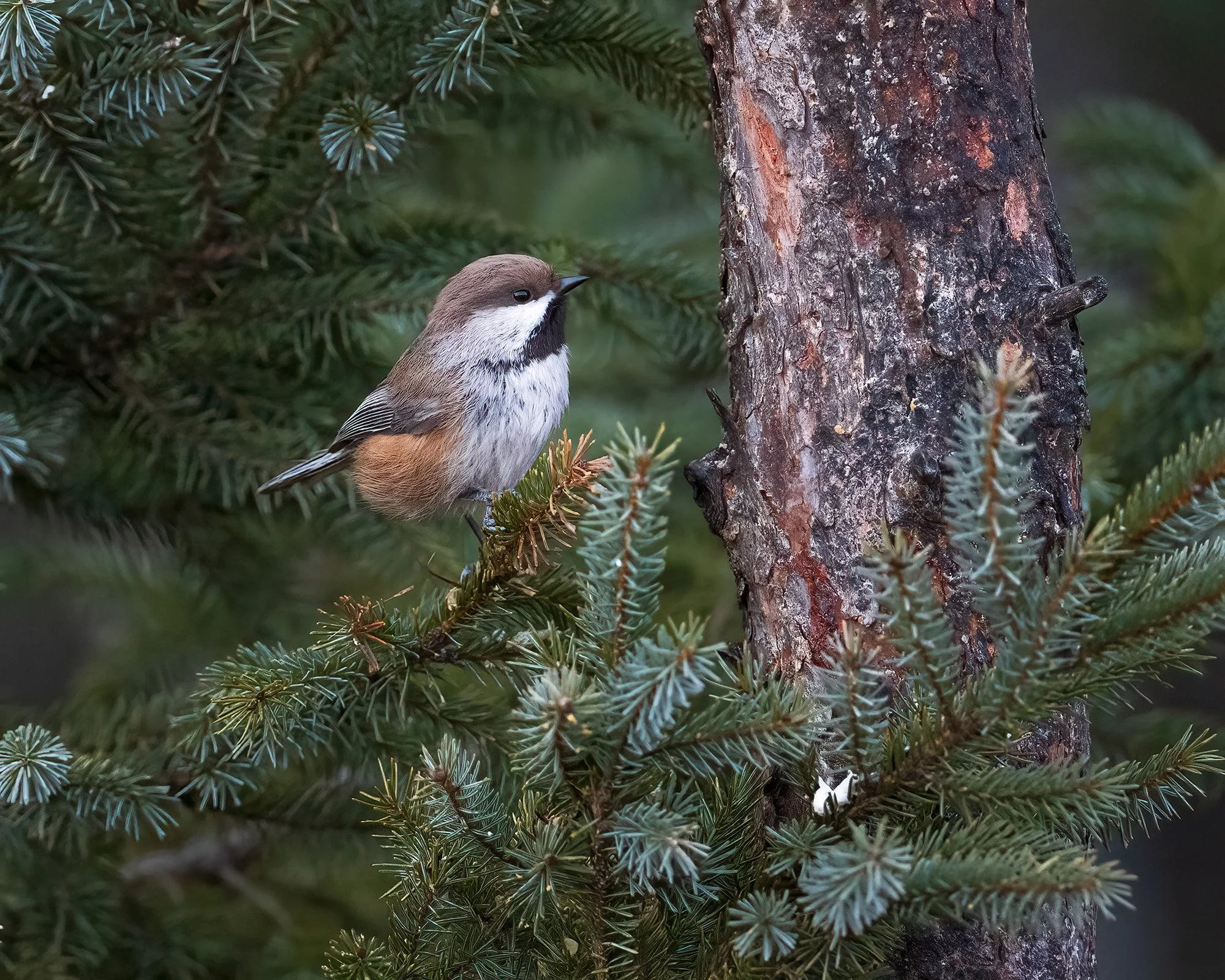 Boreal Chickadee - Minnesota 