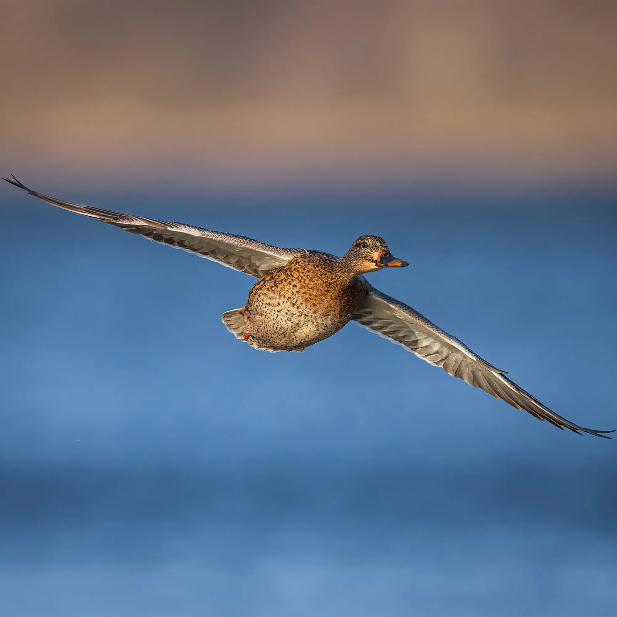 Mallard - Minnesota