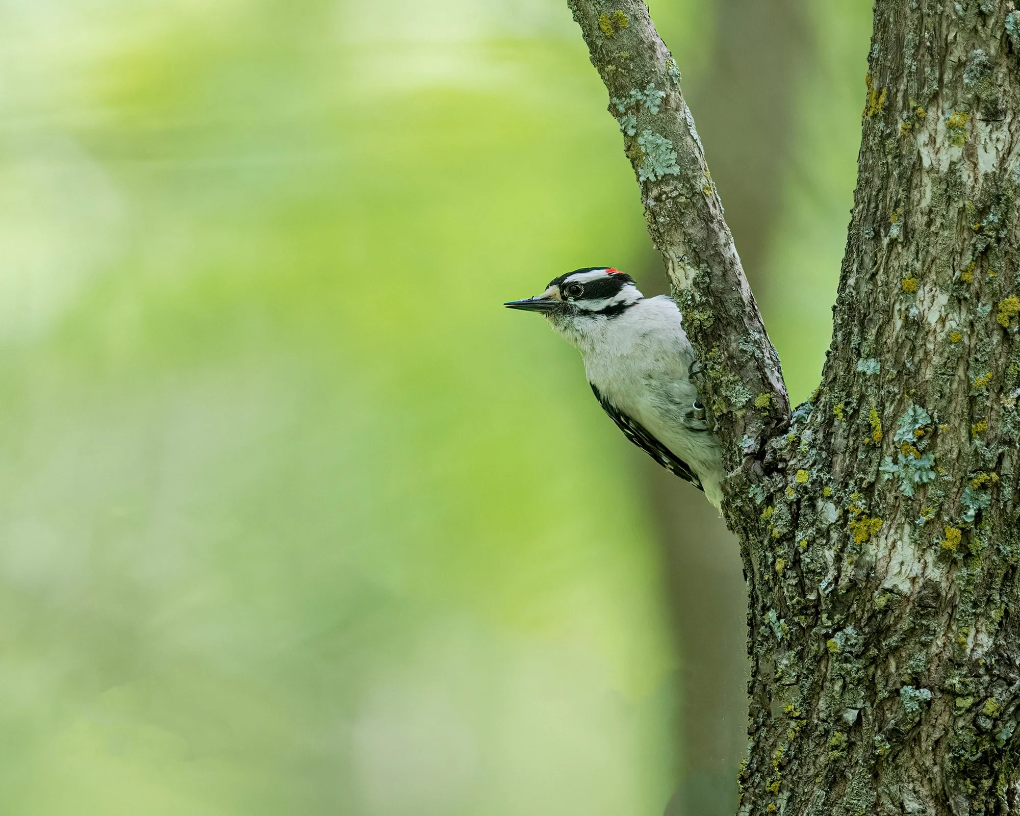 Hairy Woodpecker - Minnesota