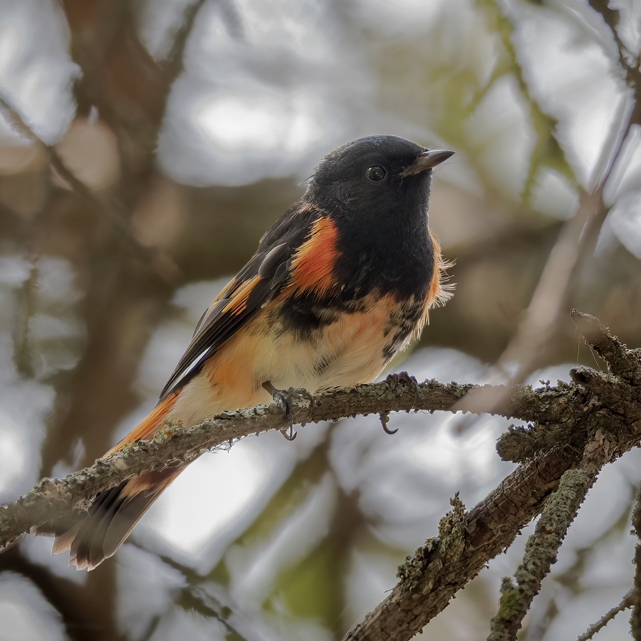American Redstart - Minnesota