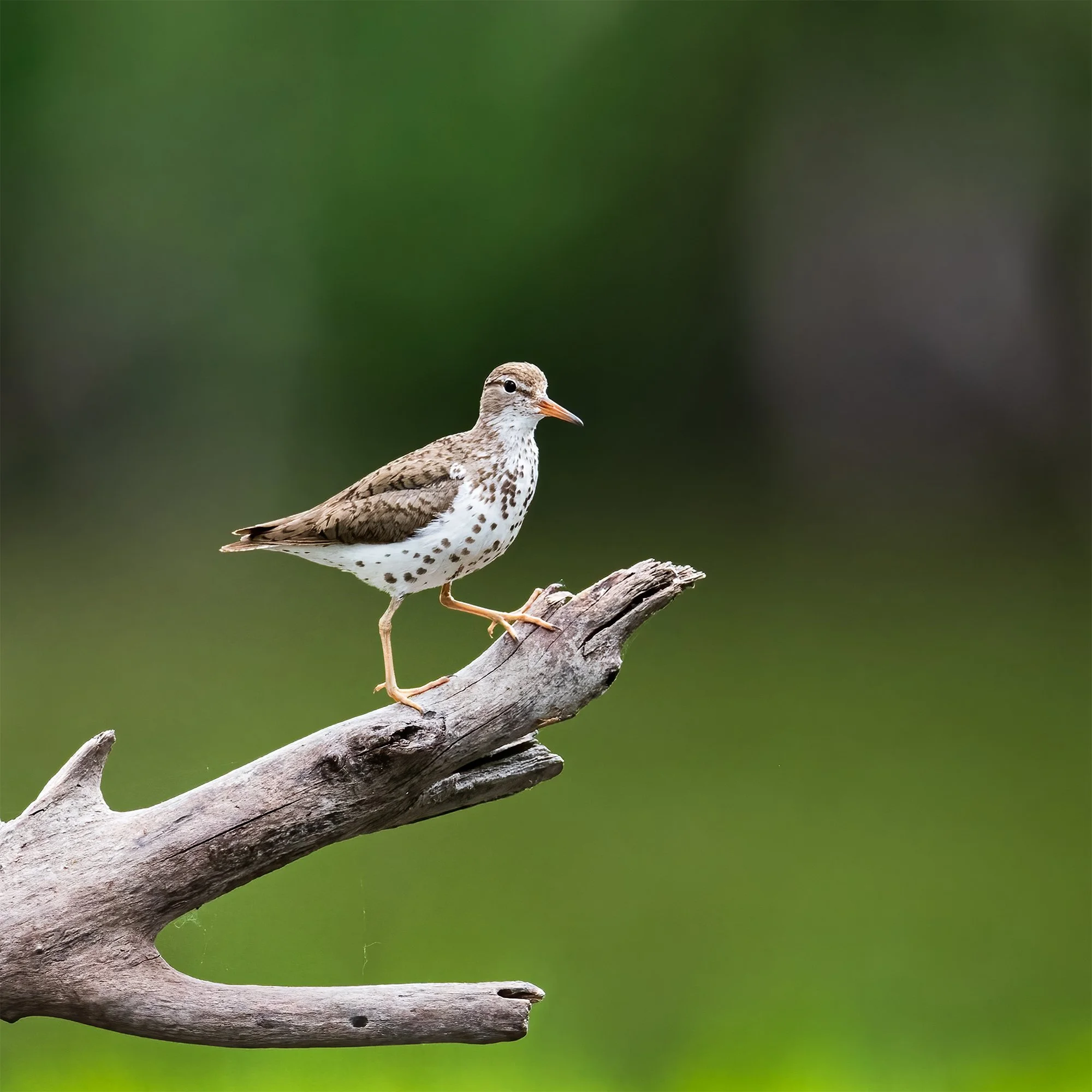 Spotted Sandpiper - Minnesota