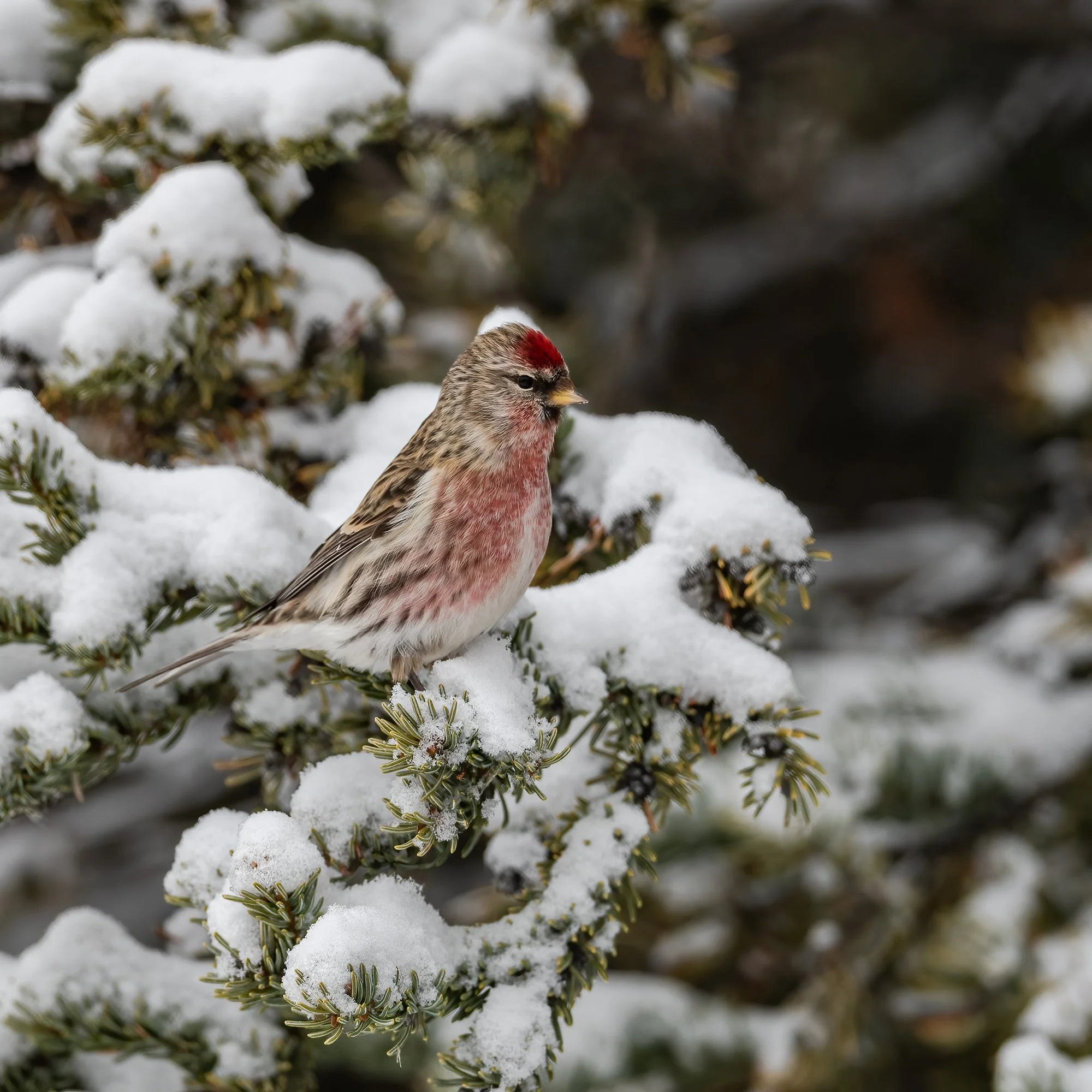 House Finch - Minnesota