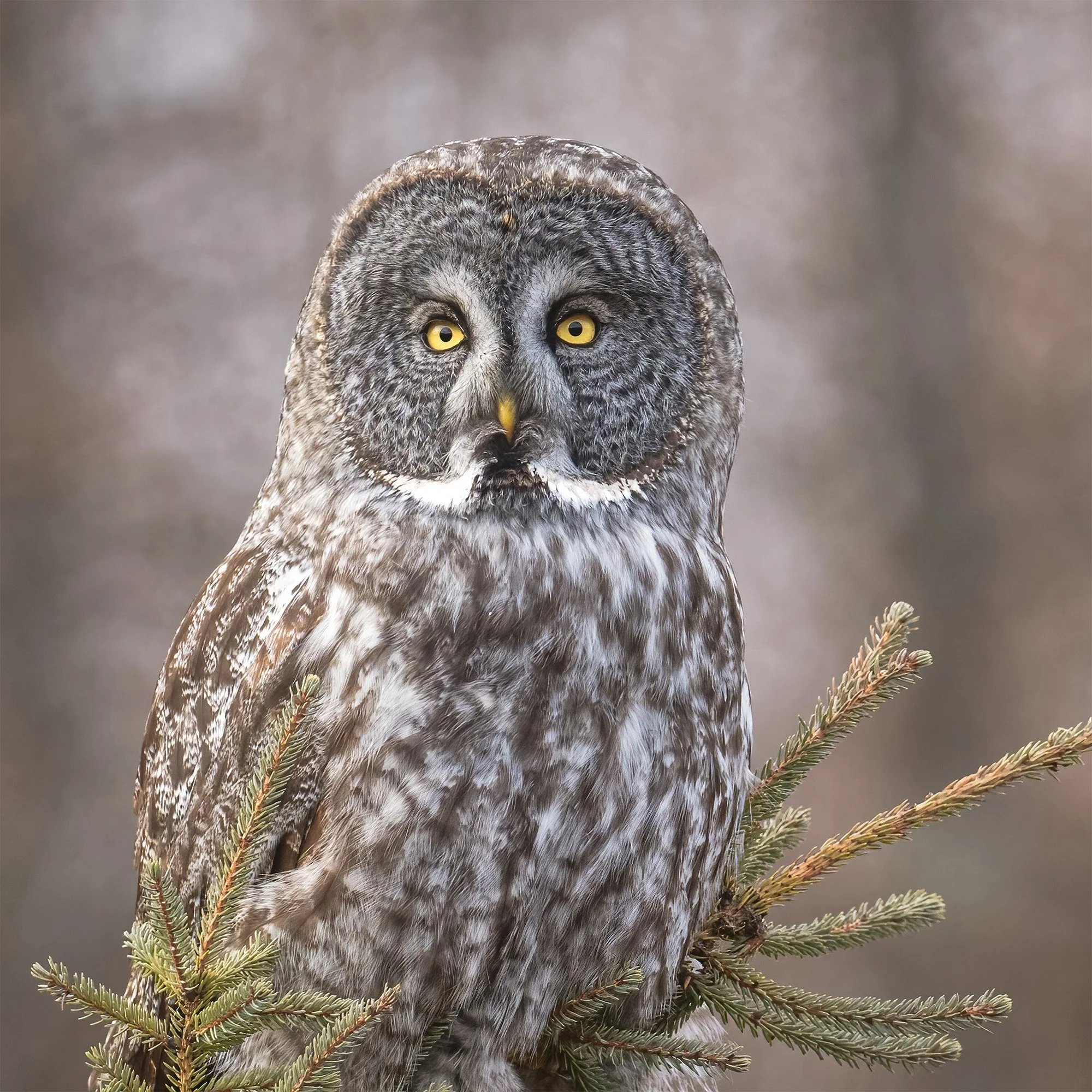 Great Gray Owl - Minnesota