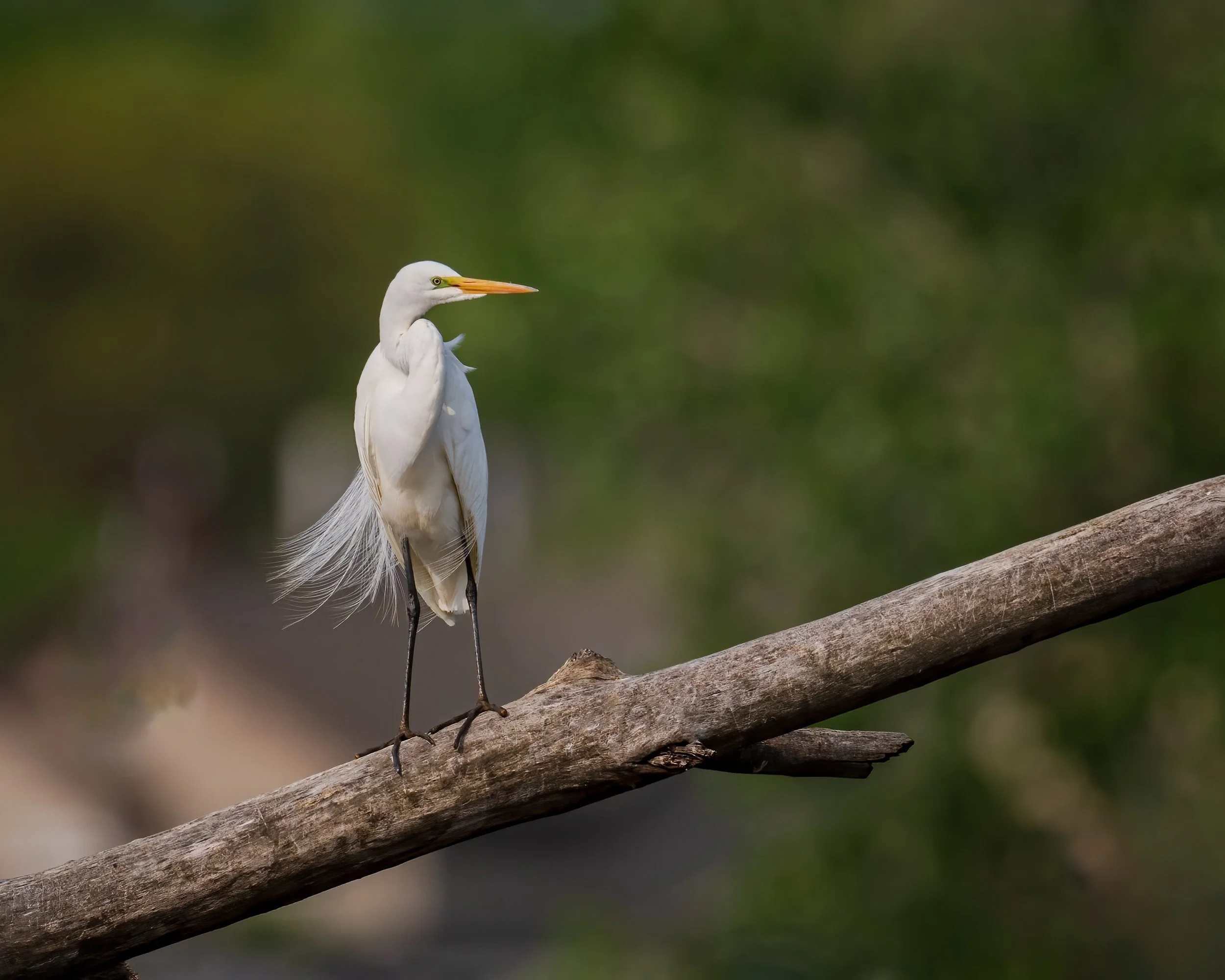 Great Egret - Minnesota