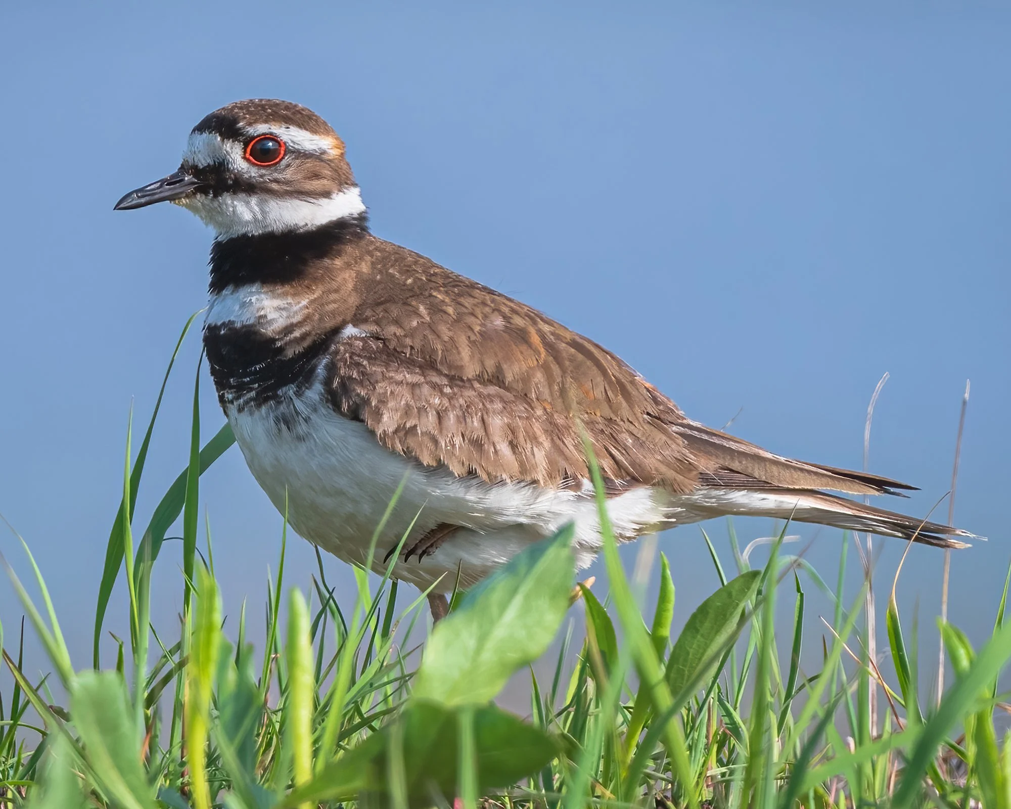 Killdeer - Minnesota