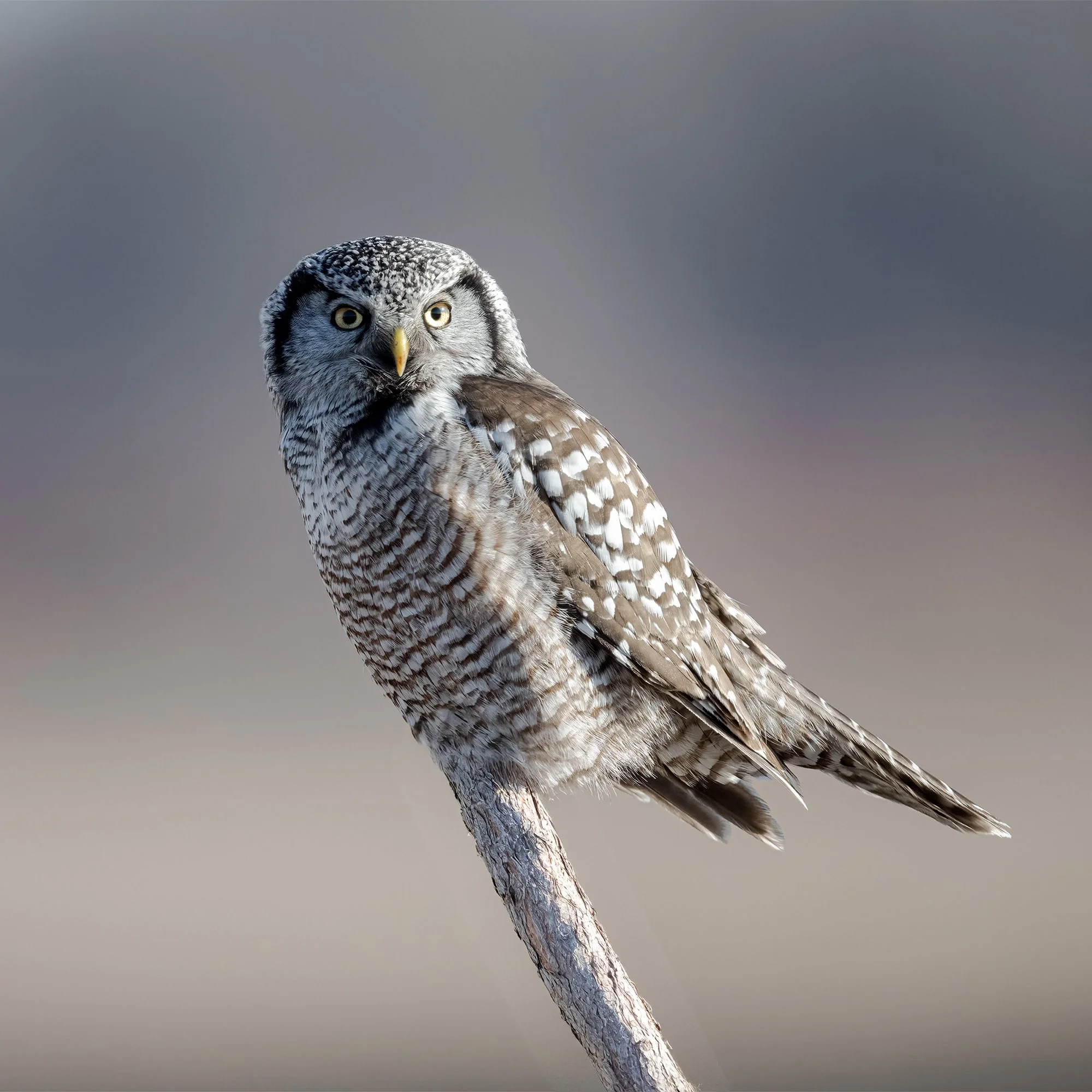 Northern Hawk Owl - Minnesota