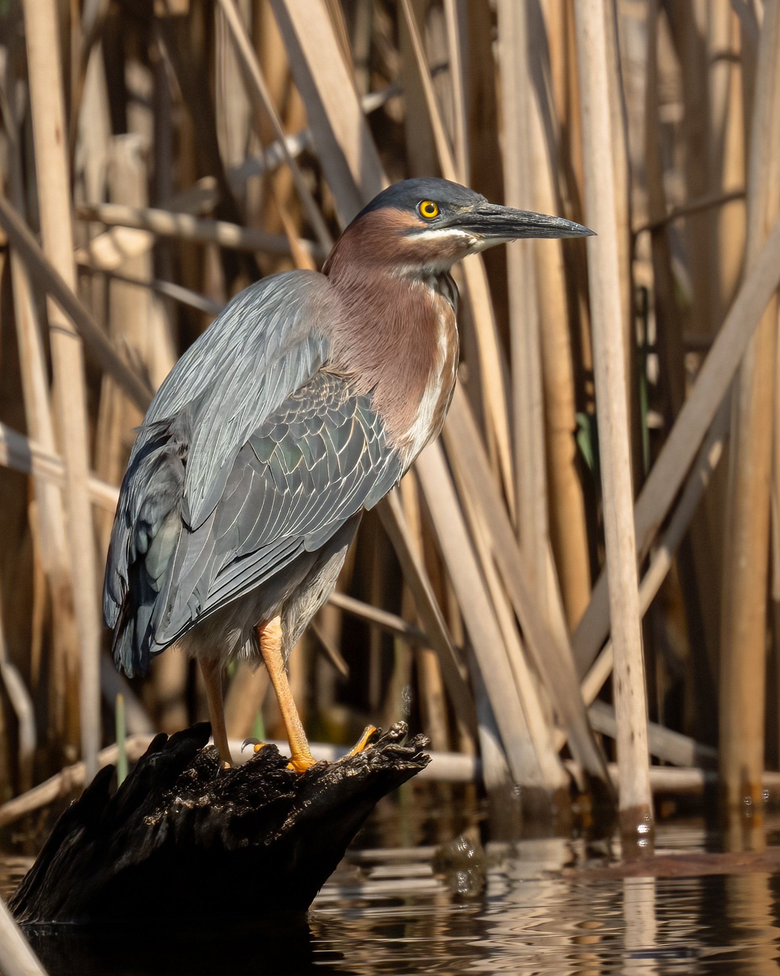 Green Heron - Minnesota