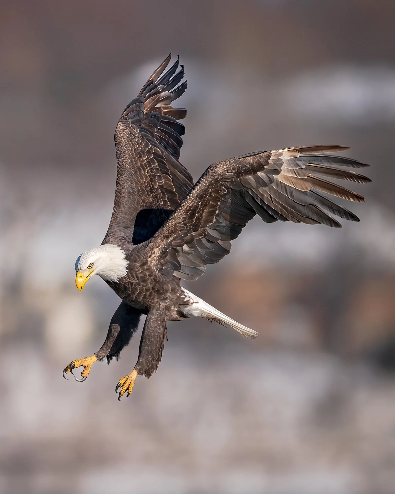 Bald Eagle - Minnesota