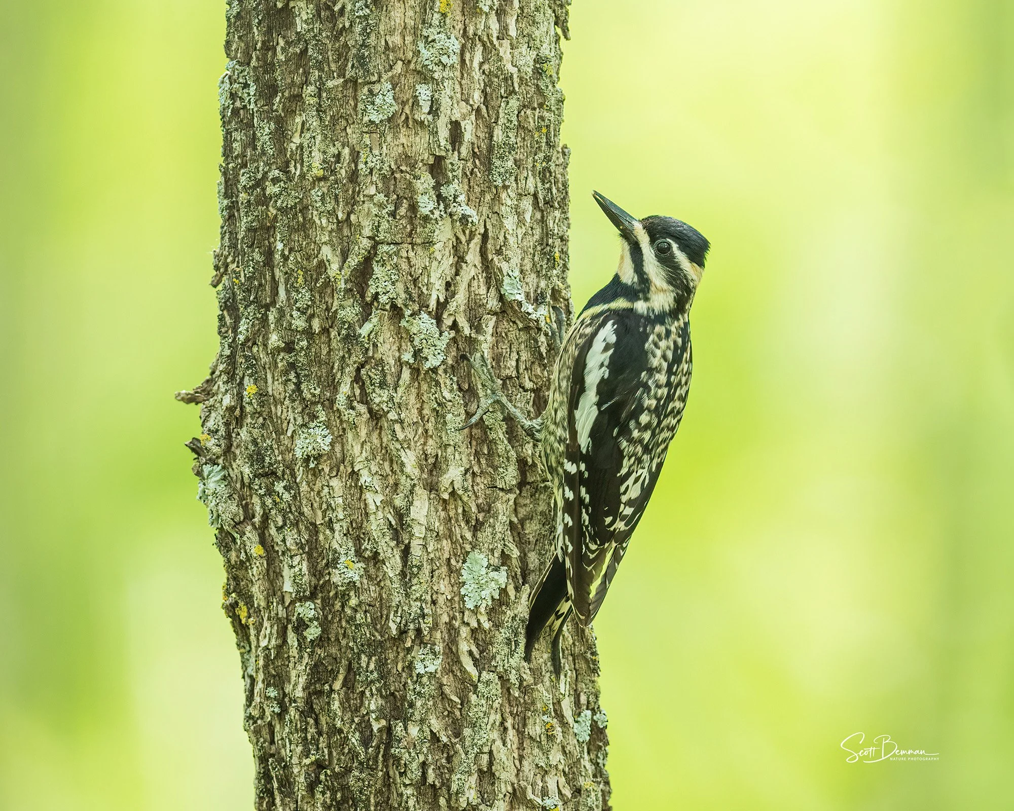 Yellowbellied Sapsucker - Minnesota