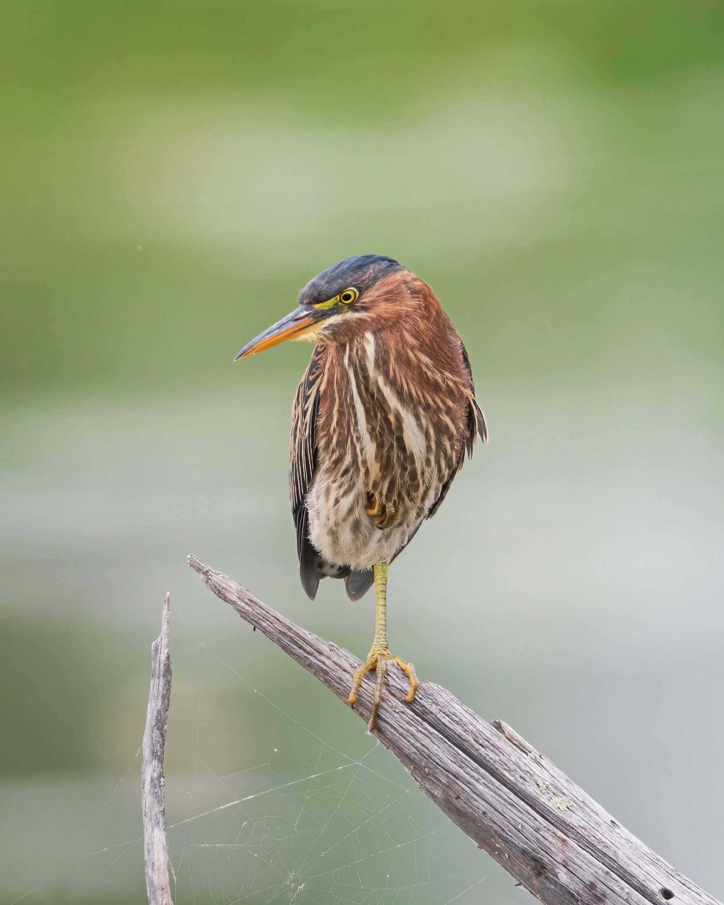 Green Heron - Minnesota