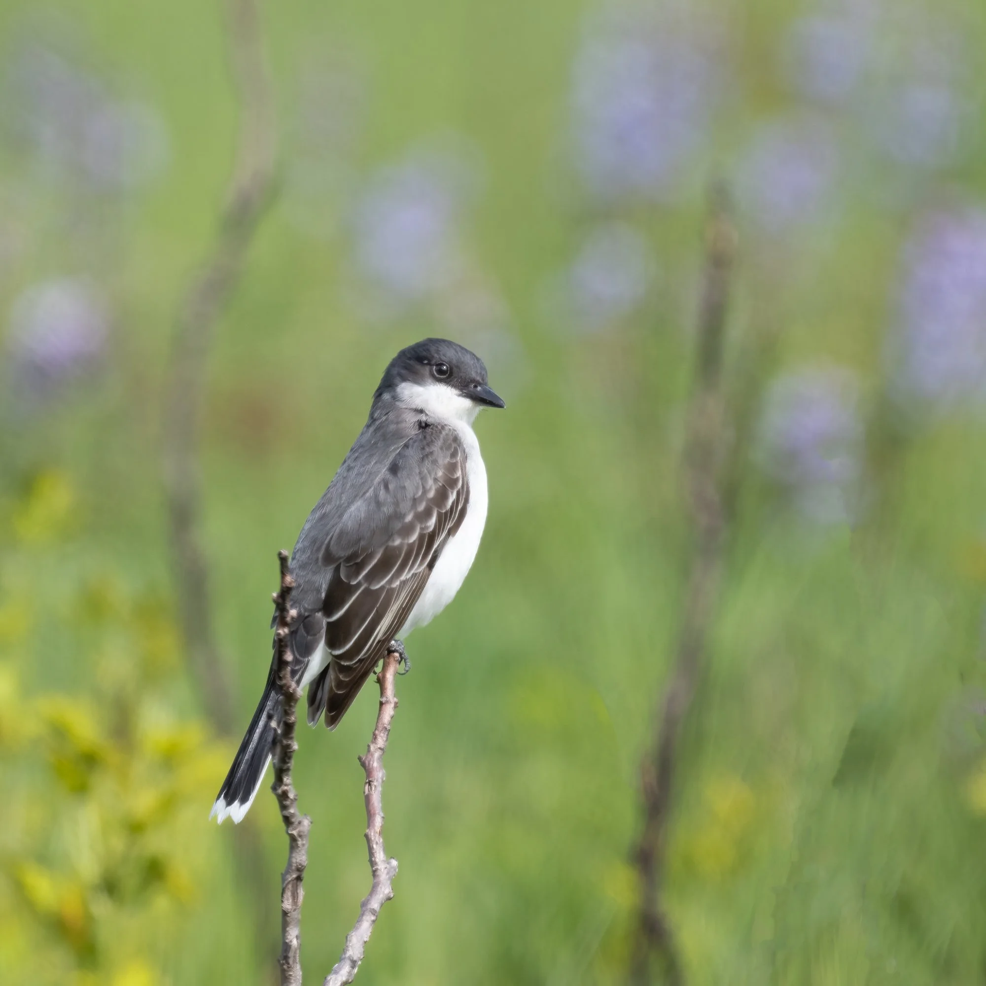 Kingbird - Minnesota 