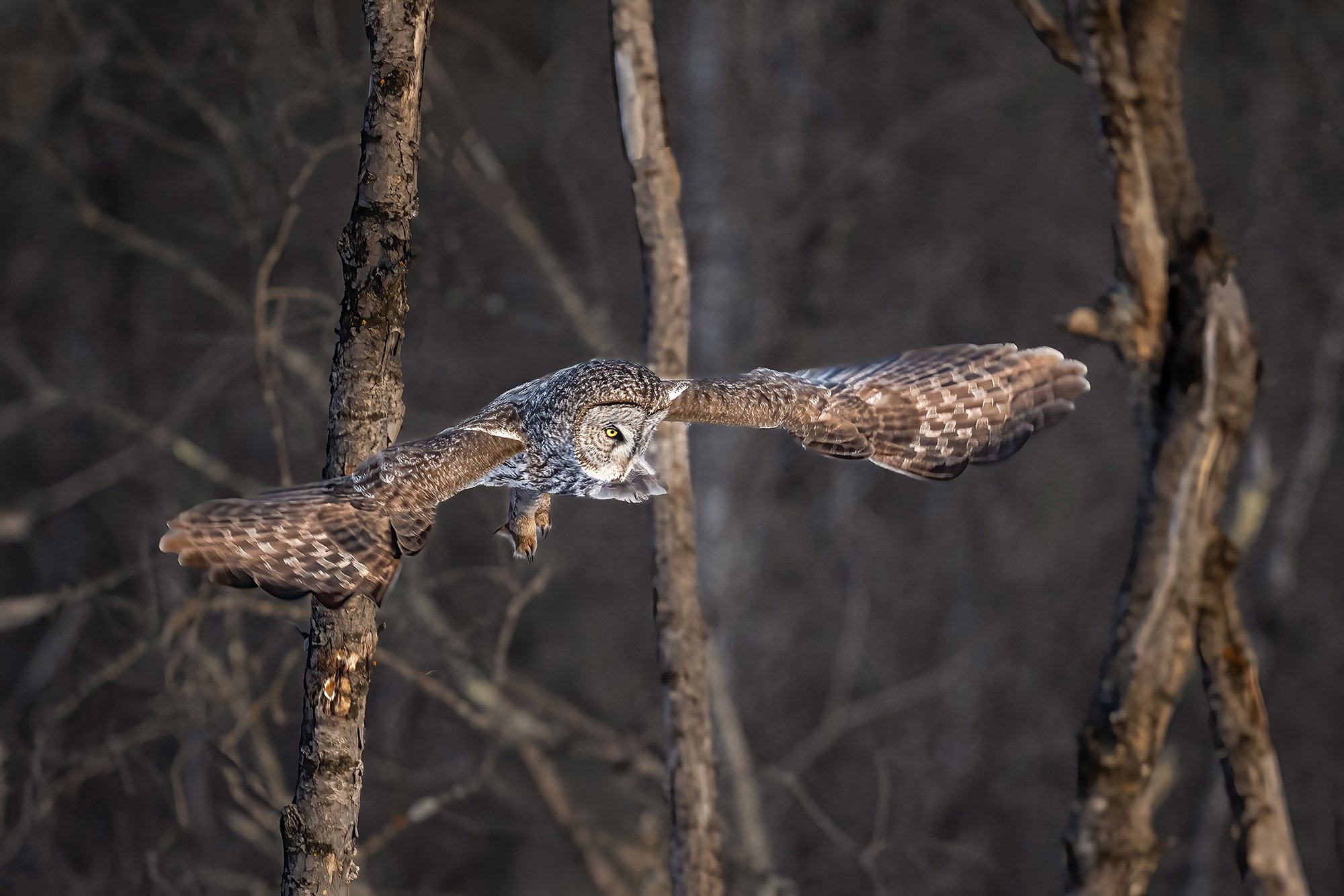Great Gray Owl - Minnesota