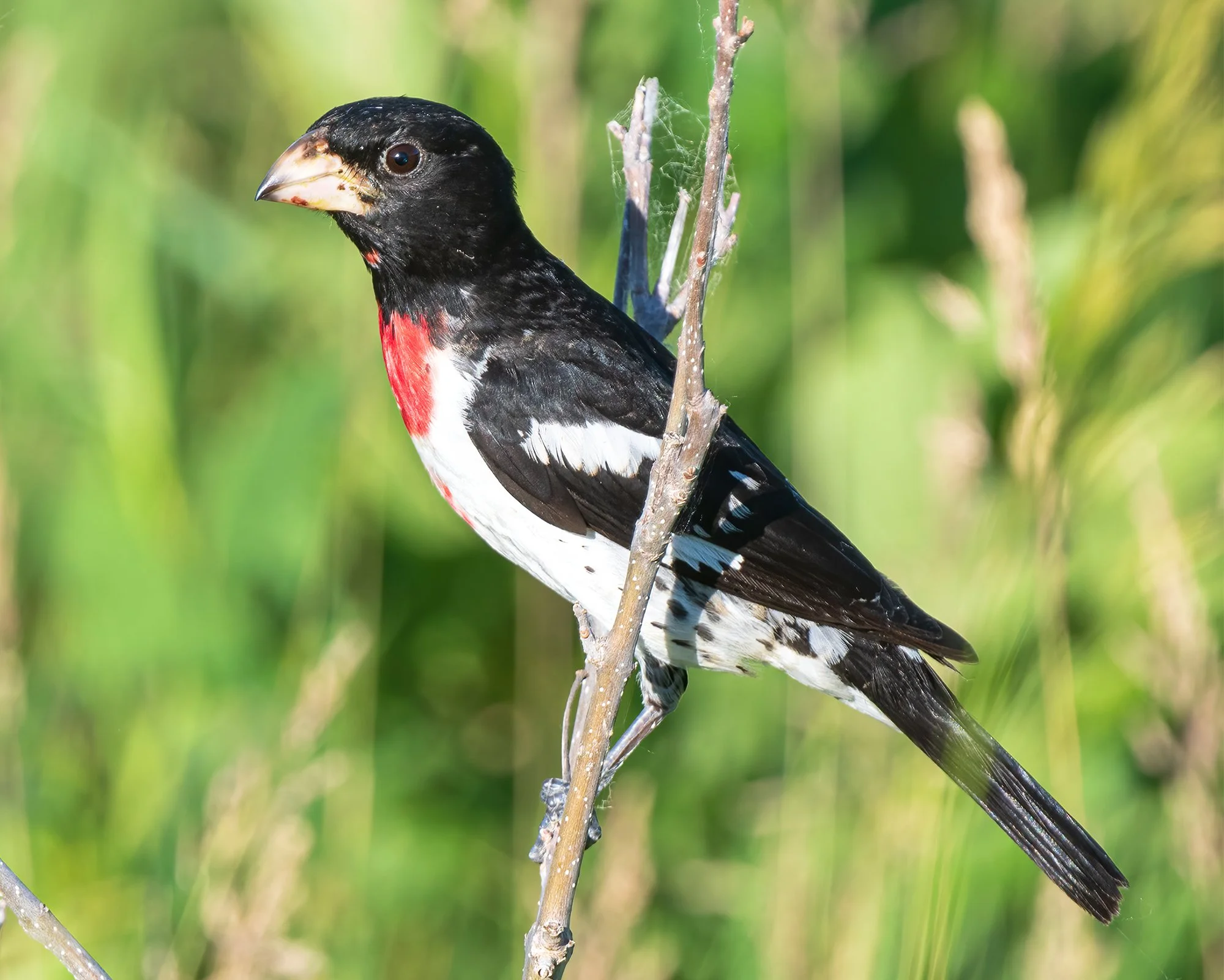Rose Breasted Grosbeak - Minnesota