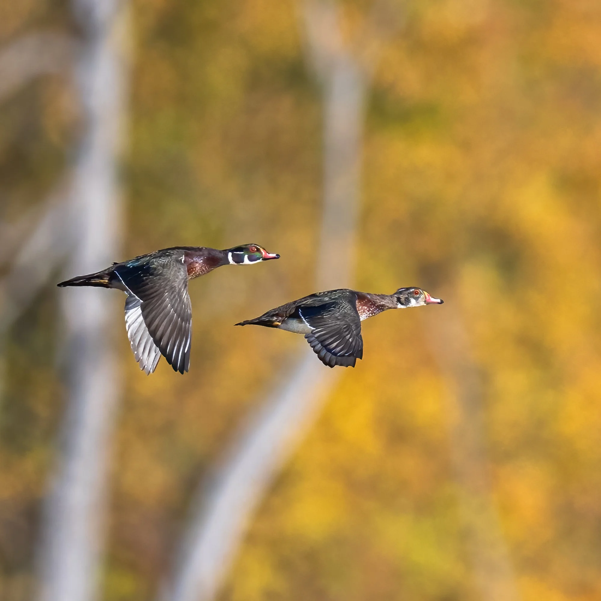 Wood Duck - Minnesota